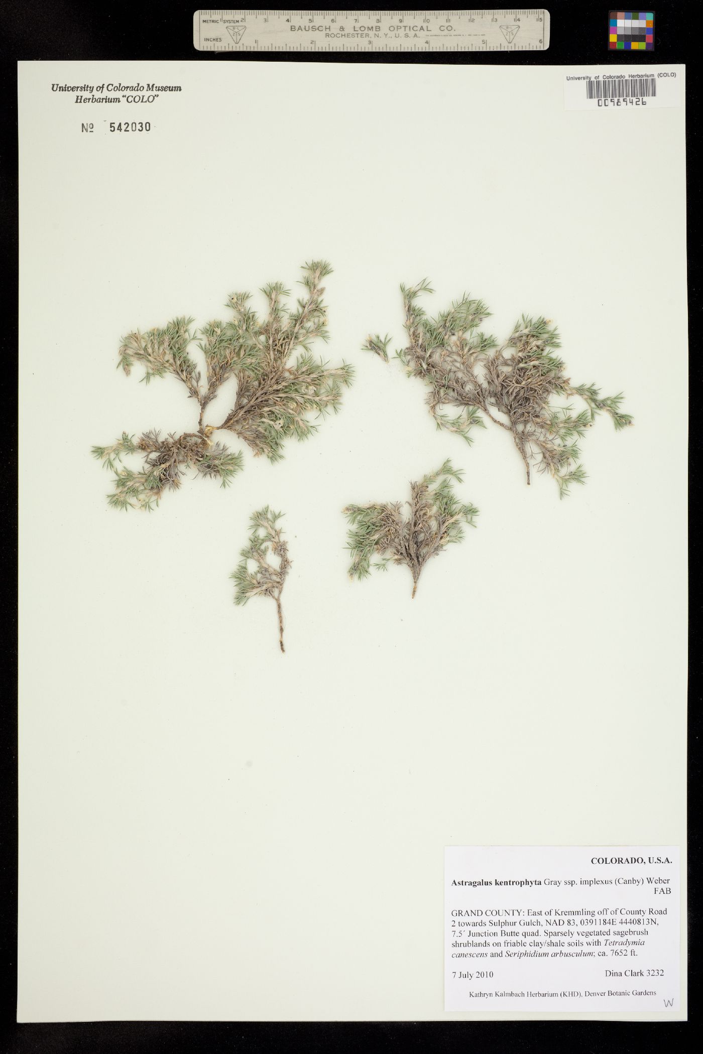 Astragalus kentrophyta var. tegetarius image