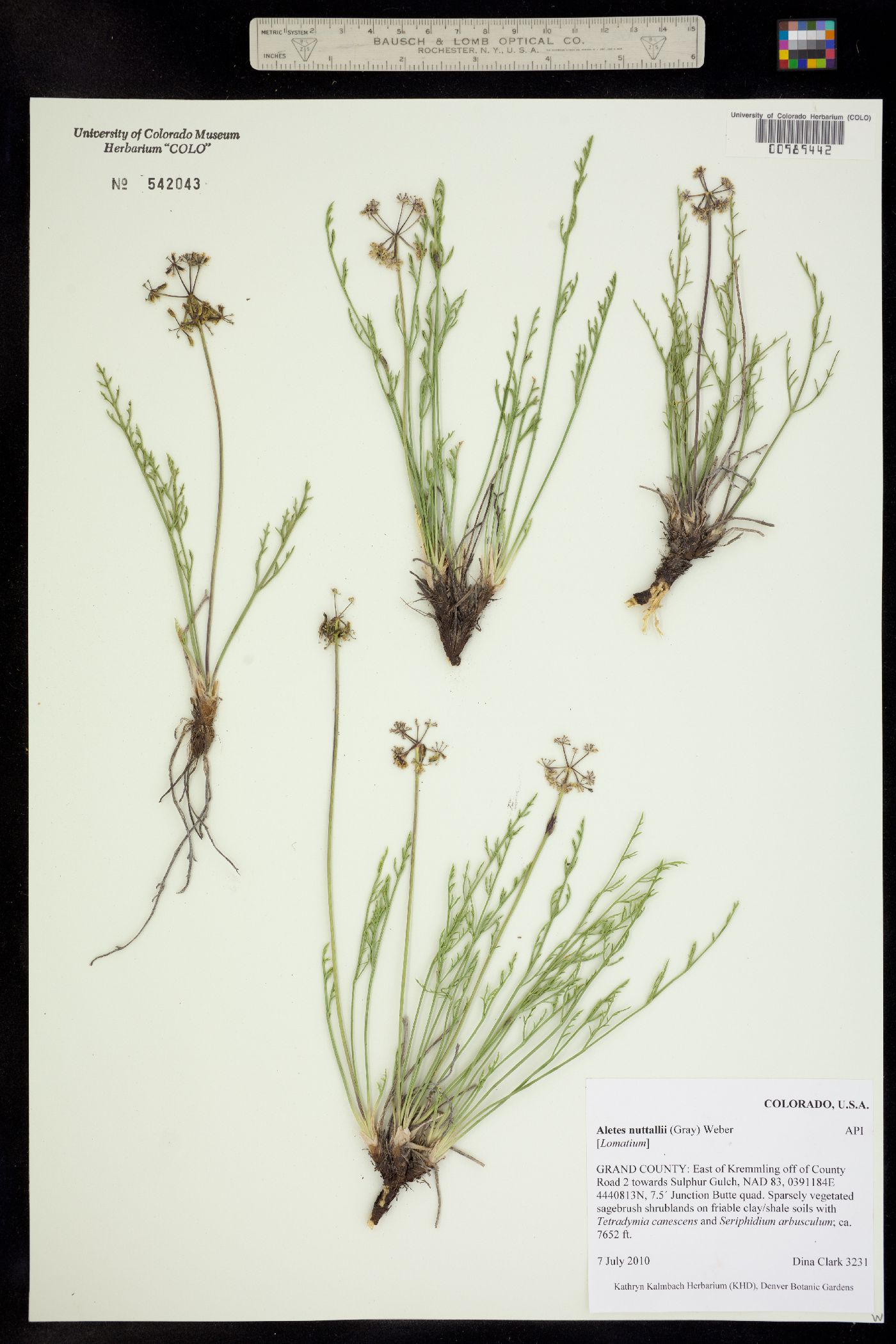 Lomatium nuttallii image