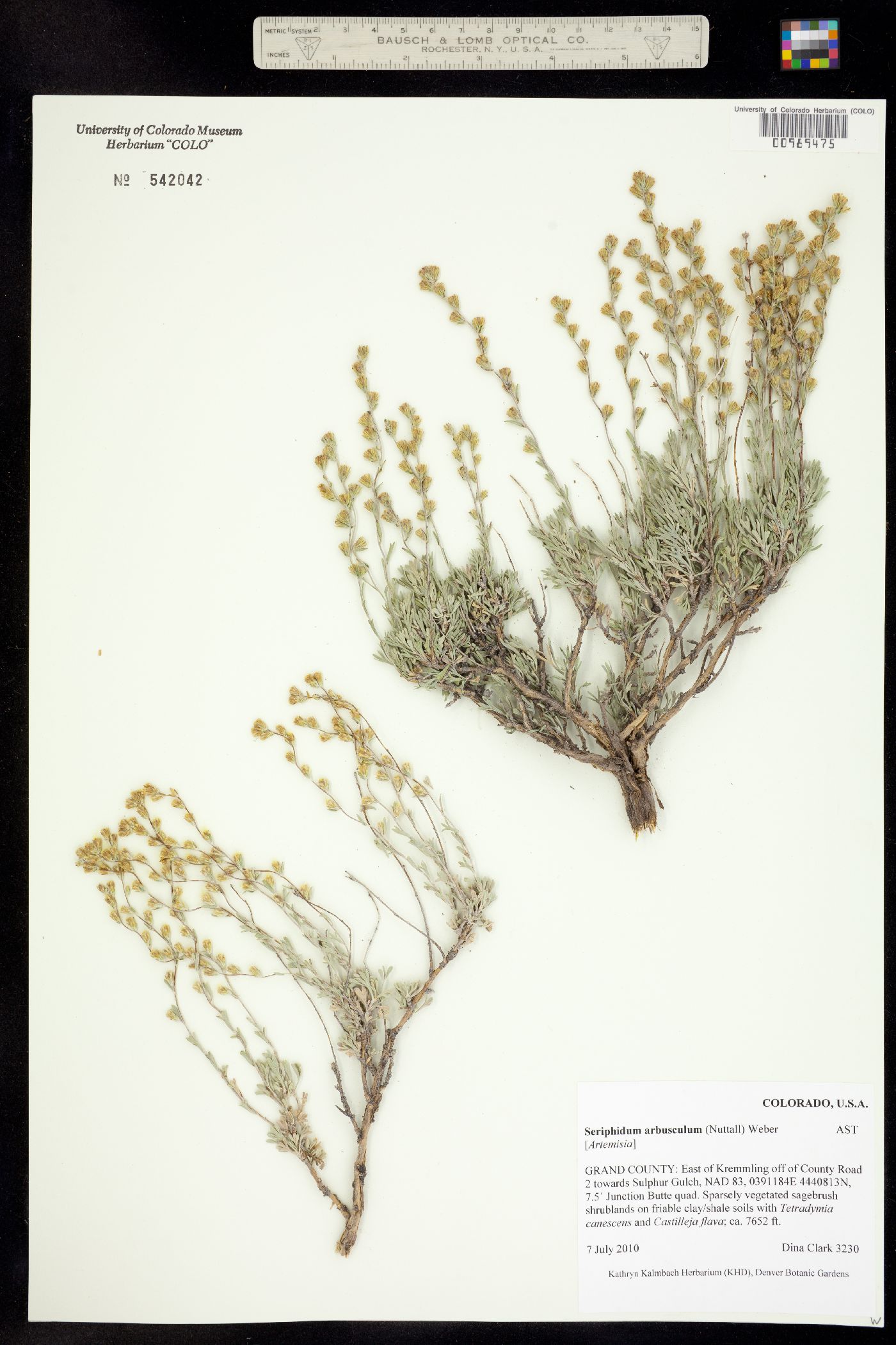 Seriphidium arbusculum image