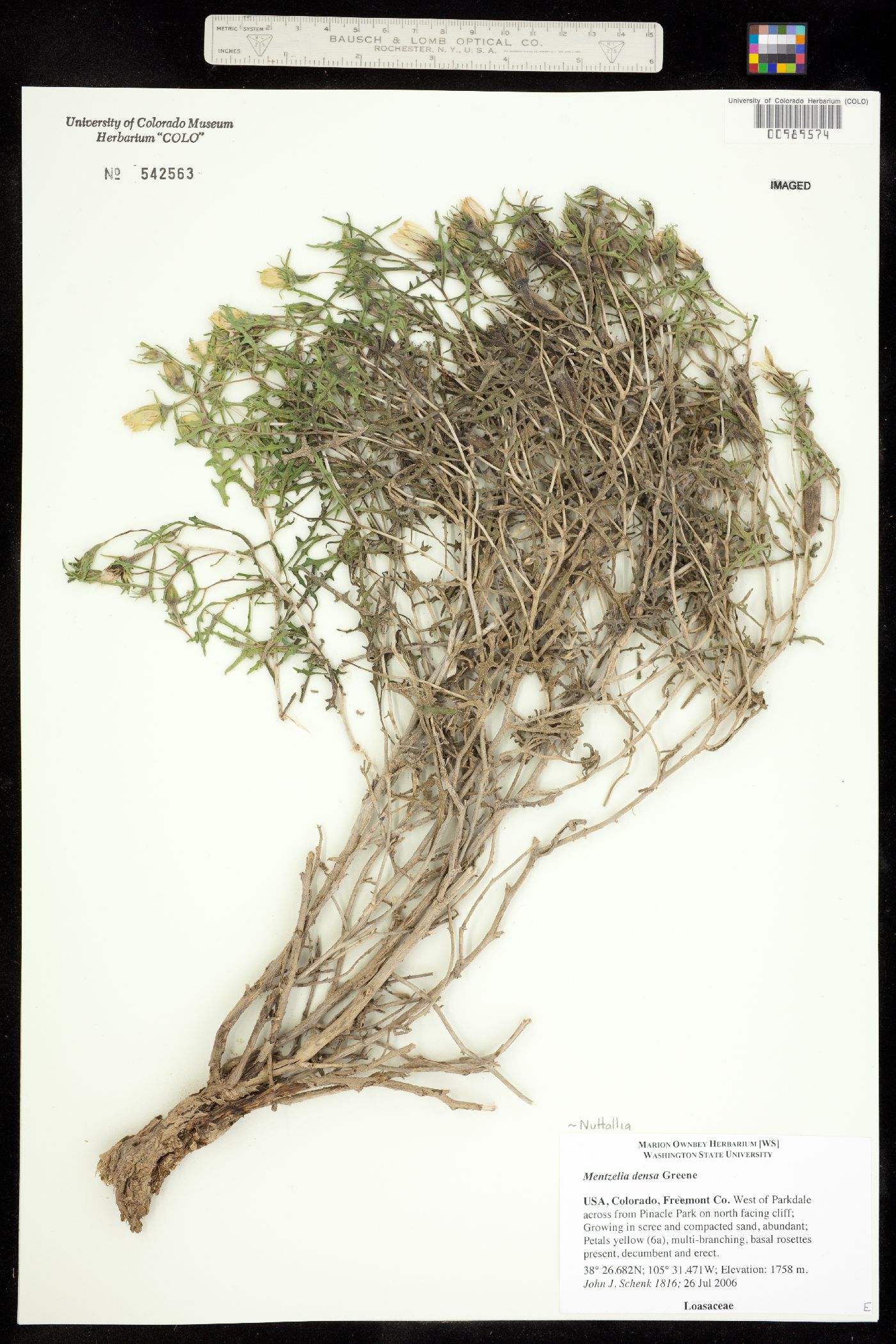 Mentzelia densa image