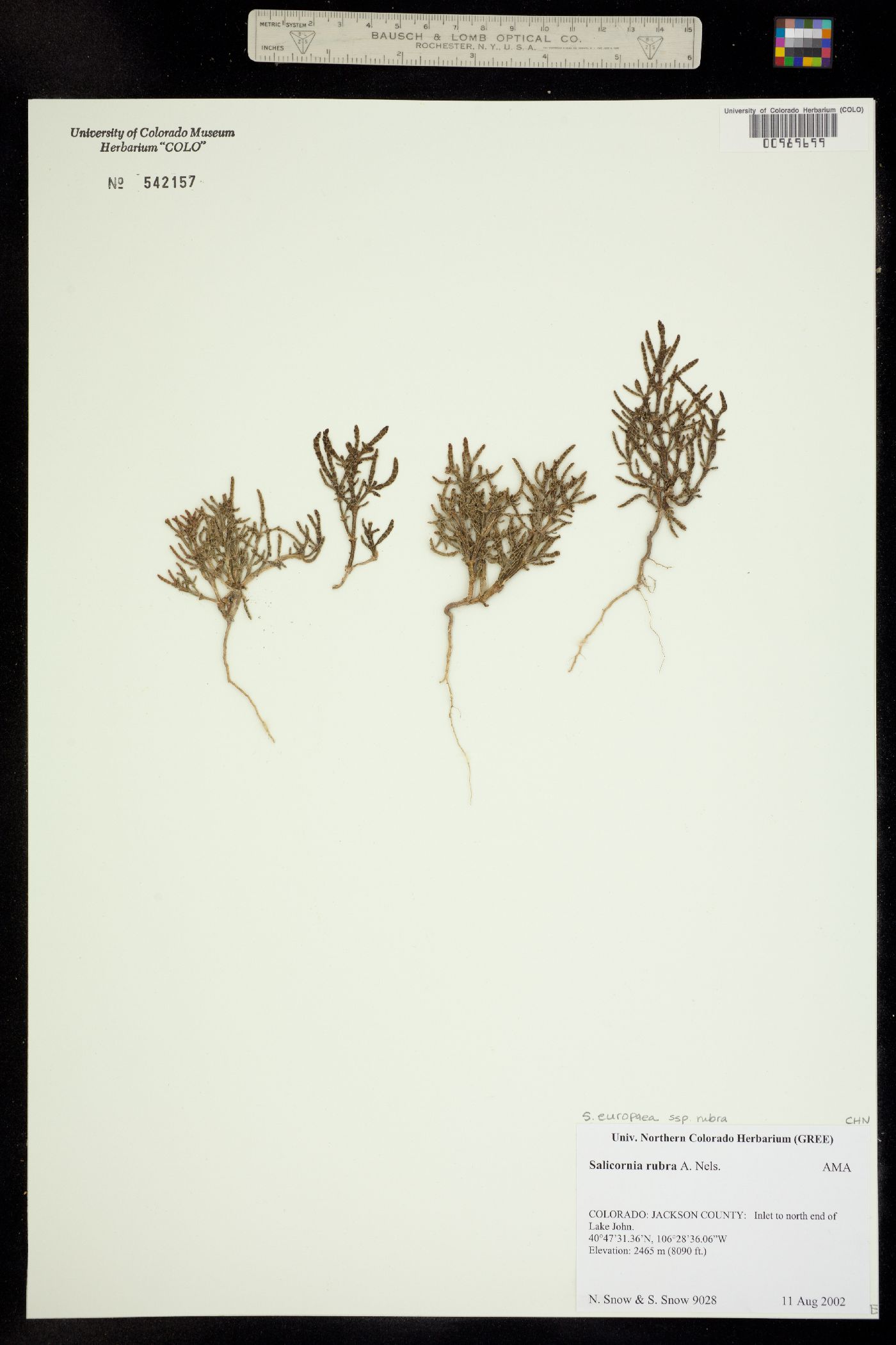 Salicornia rubra image