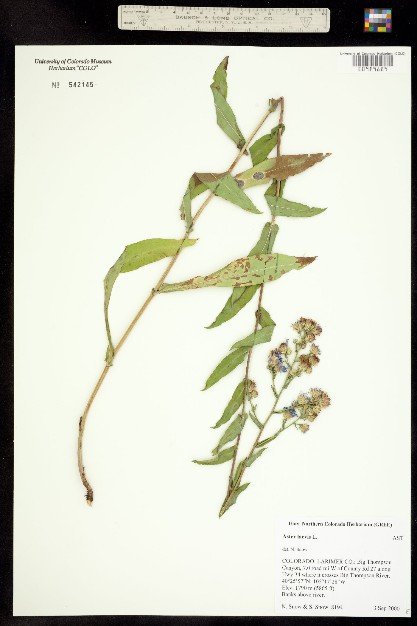 Symphyotrichum laeve image