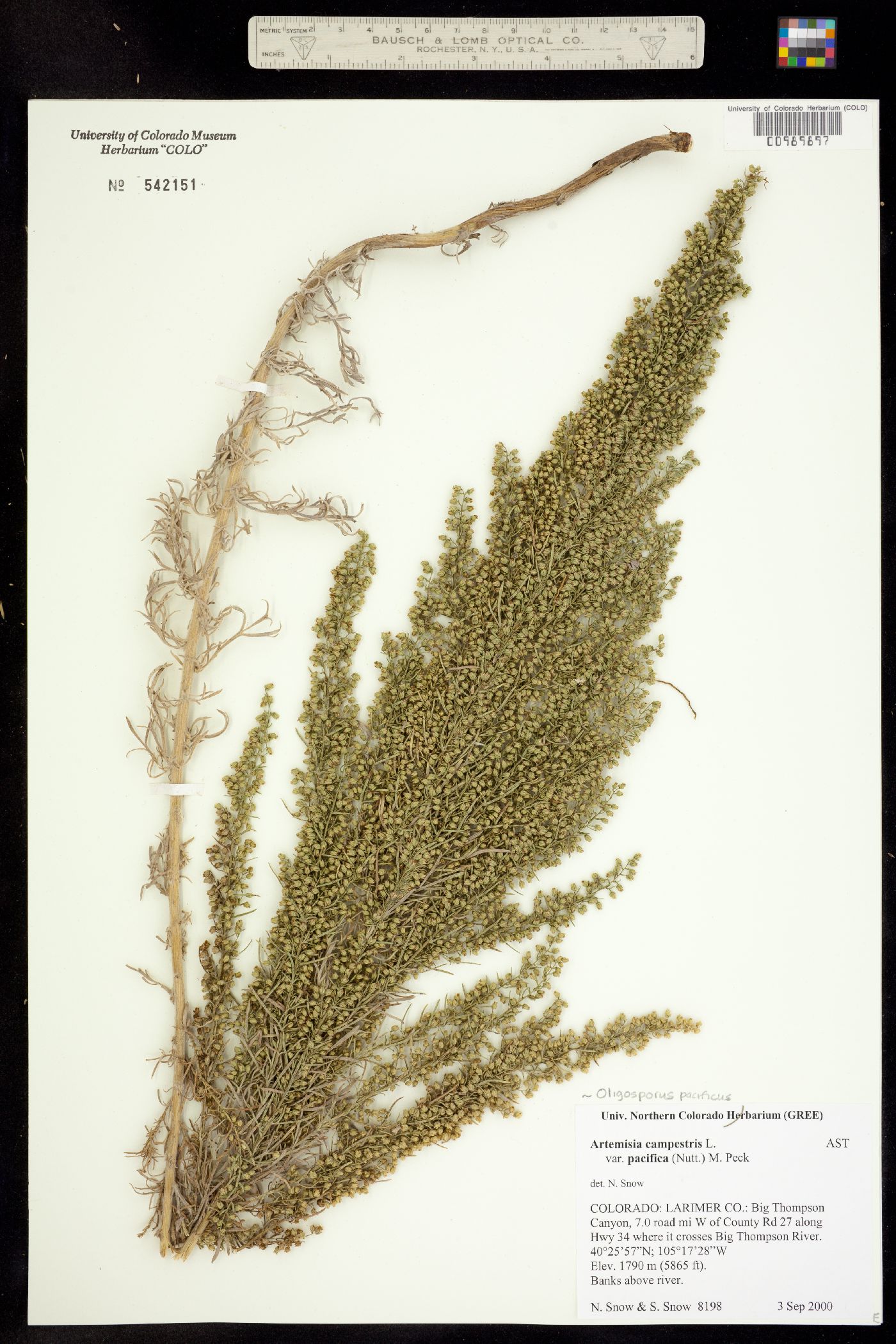 Artemisia campestris var. scouleriana image