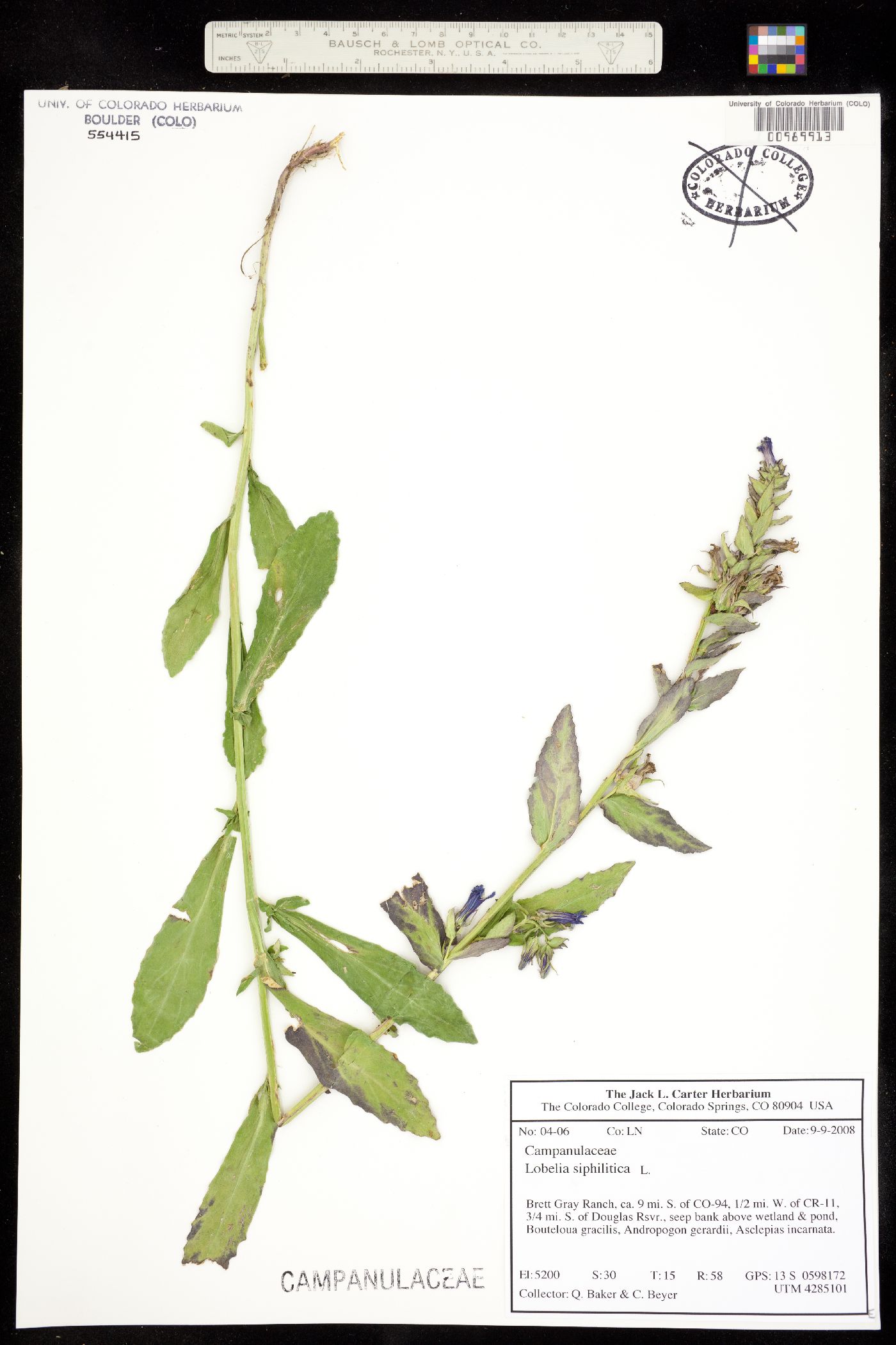 Lobelia siphilitica var. ludoviciana image