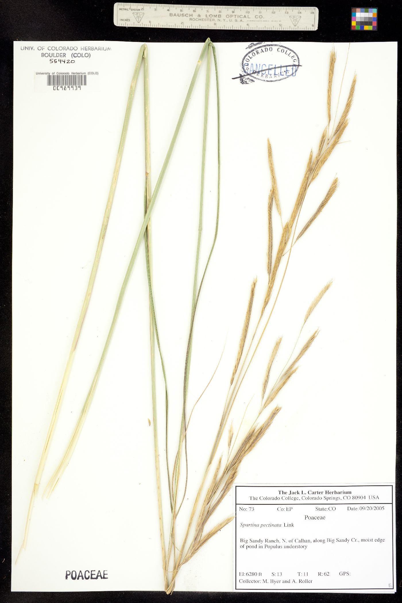 Spartina image