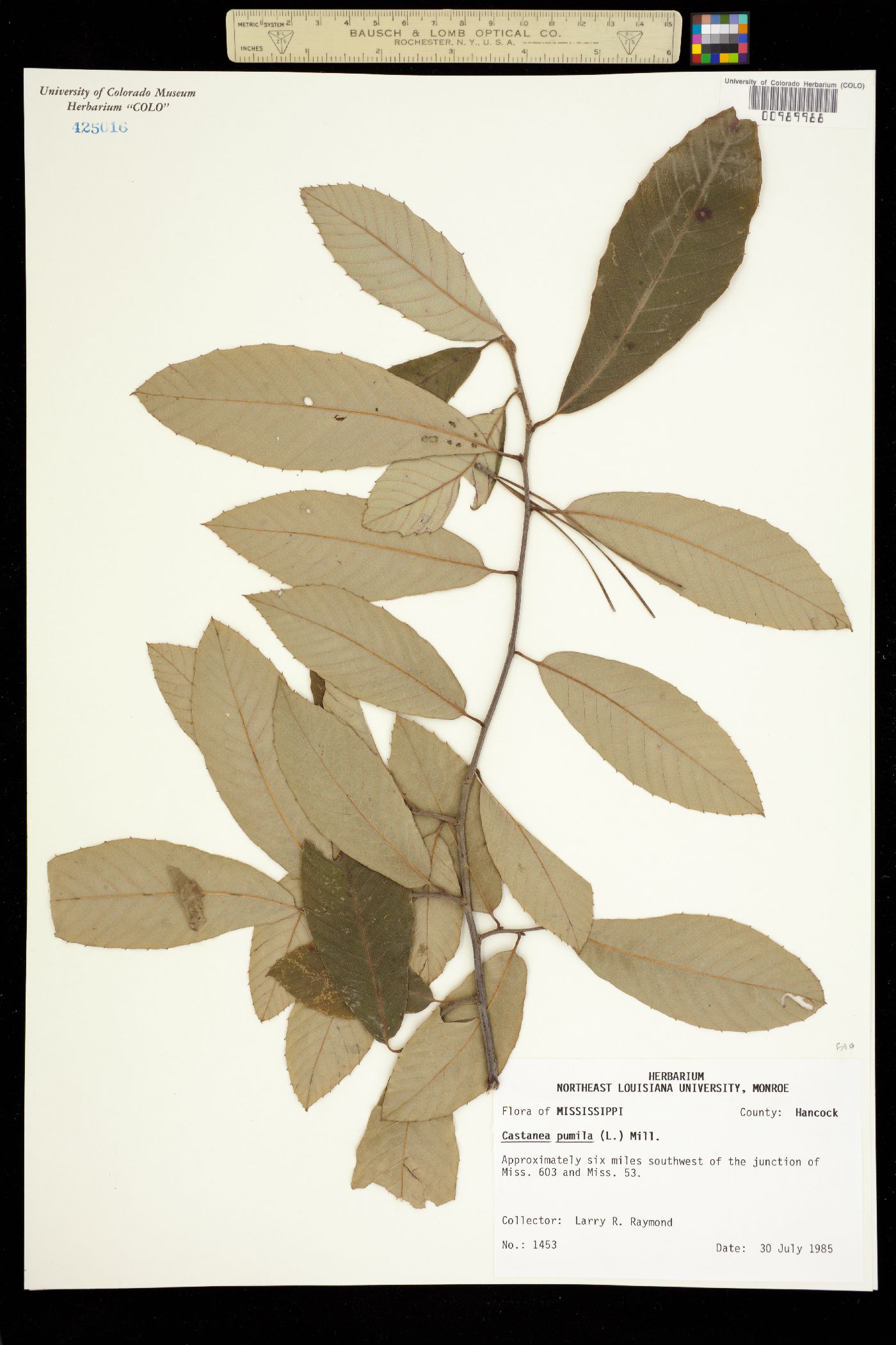 Castanea pumila image