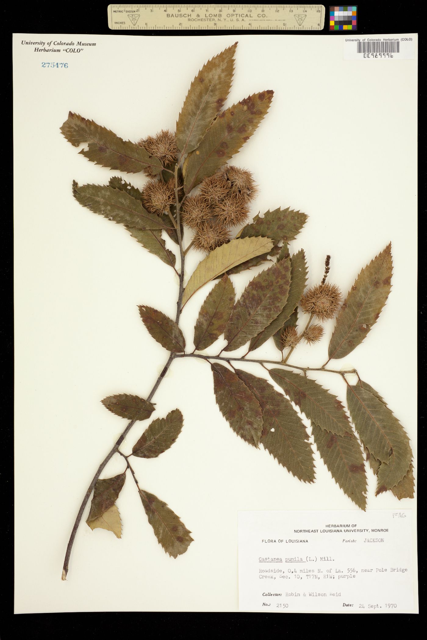 Castanea pumila image