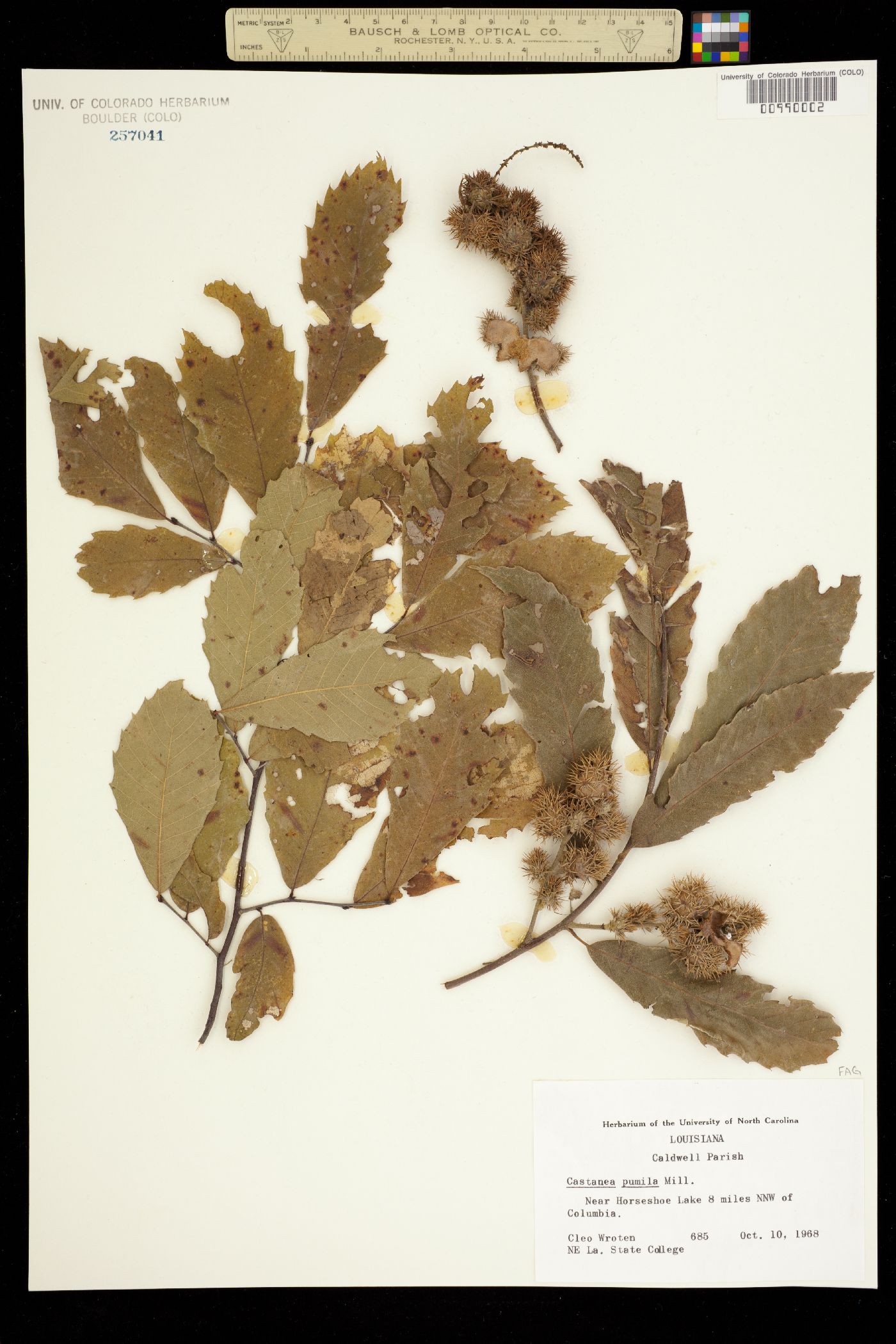 Castanea pumila image