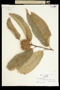 Image of Castanea mollissima