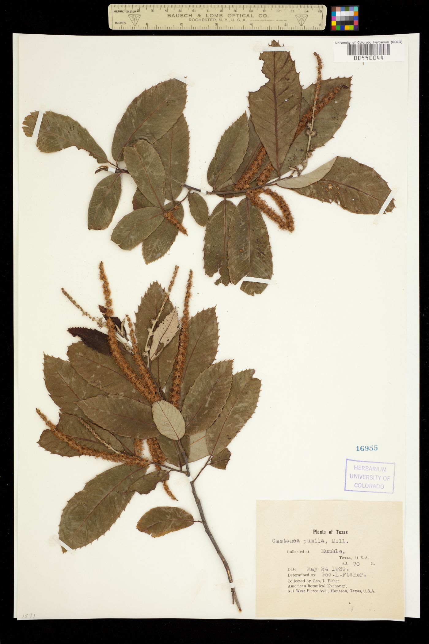 Castanea pumila image