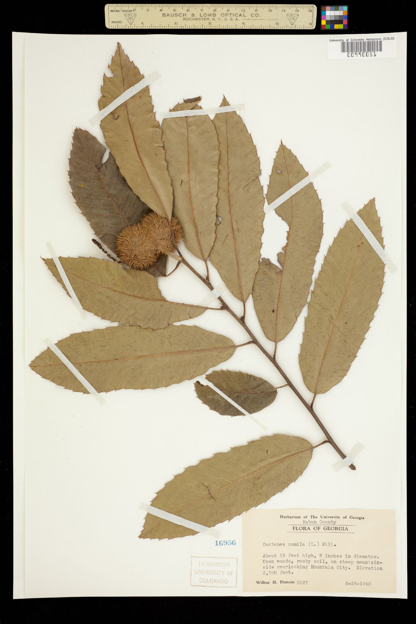 Castanea pumila image