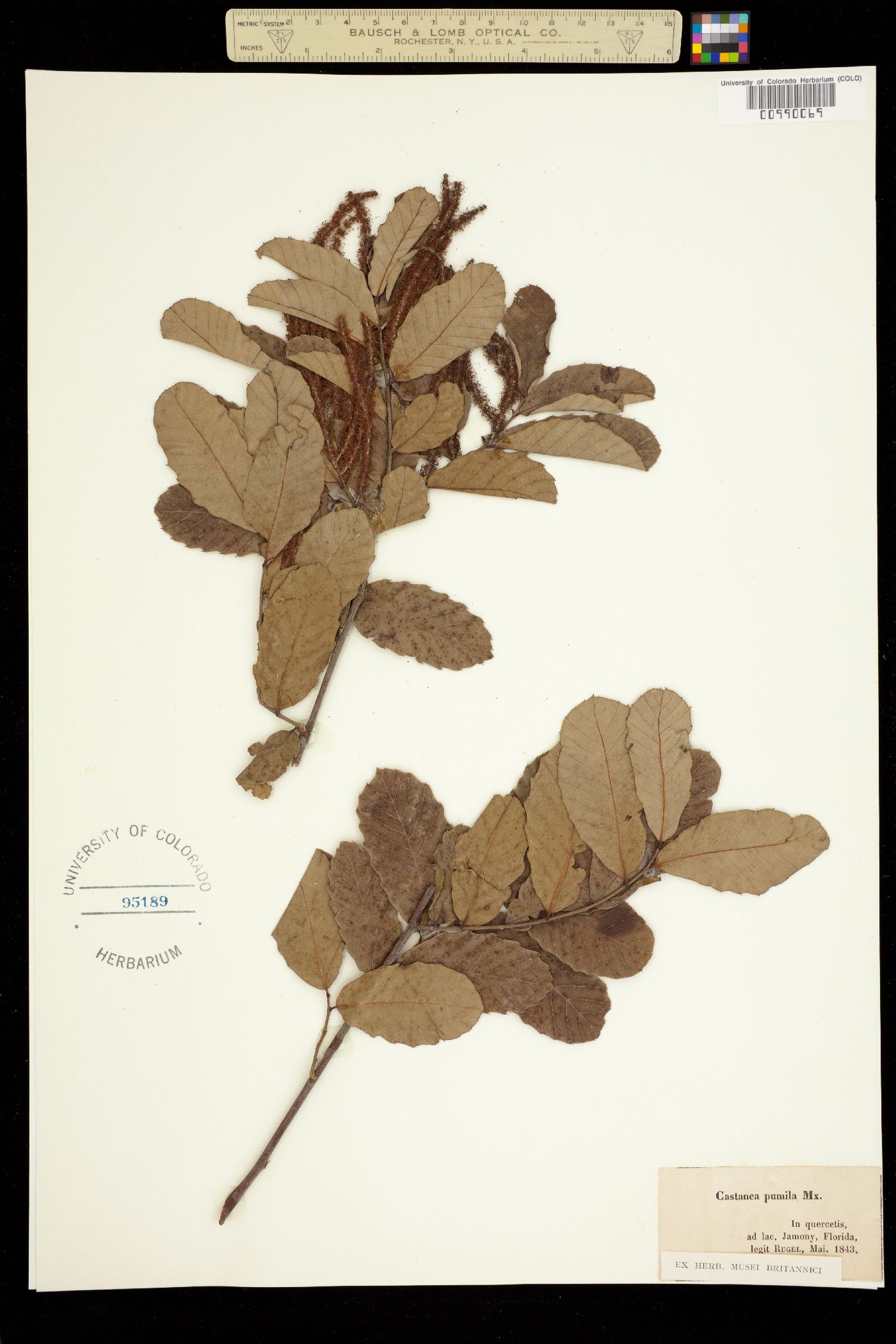 Castanea pumila image