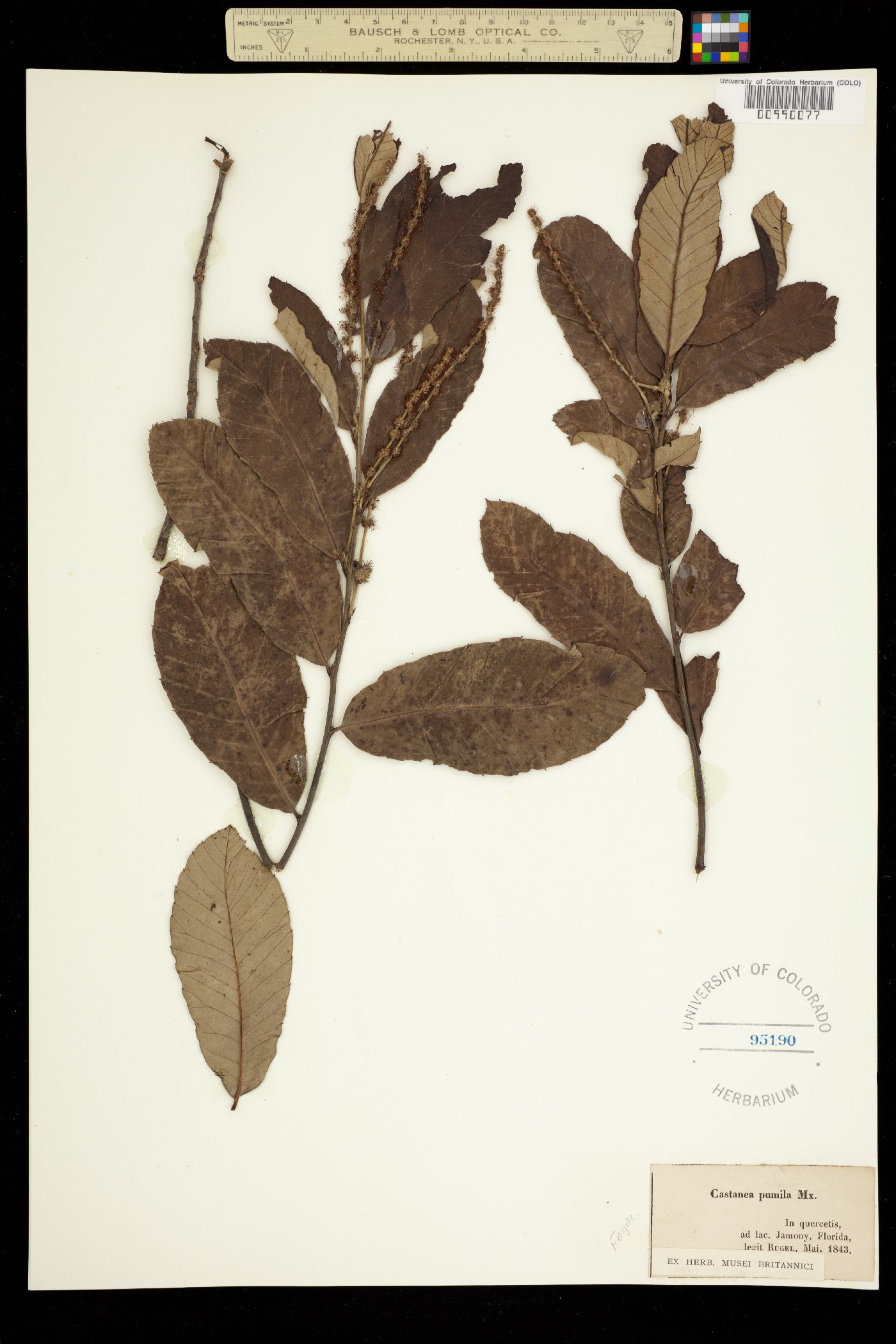 Castanea pumila image