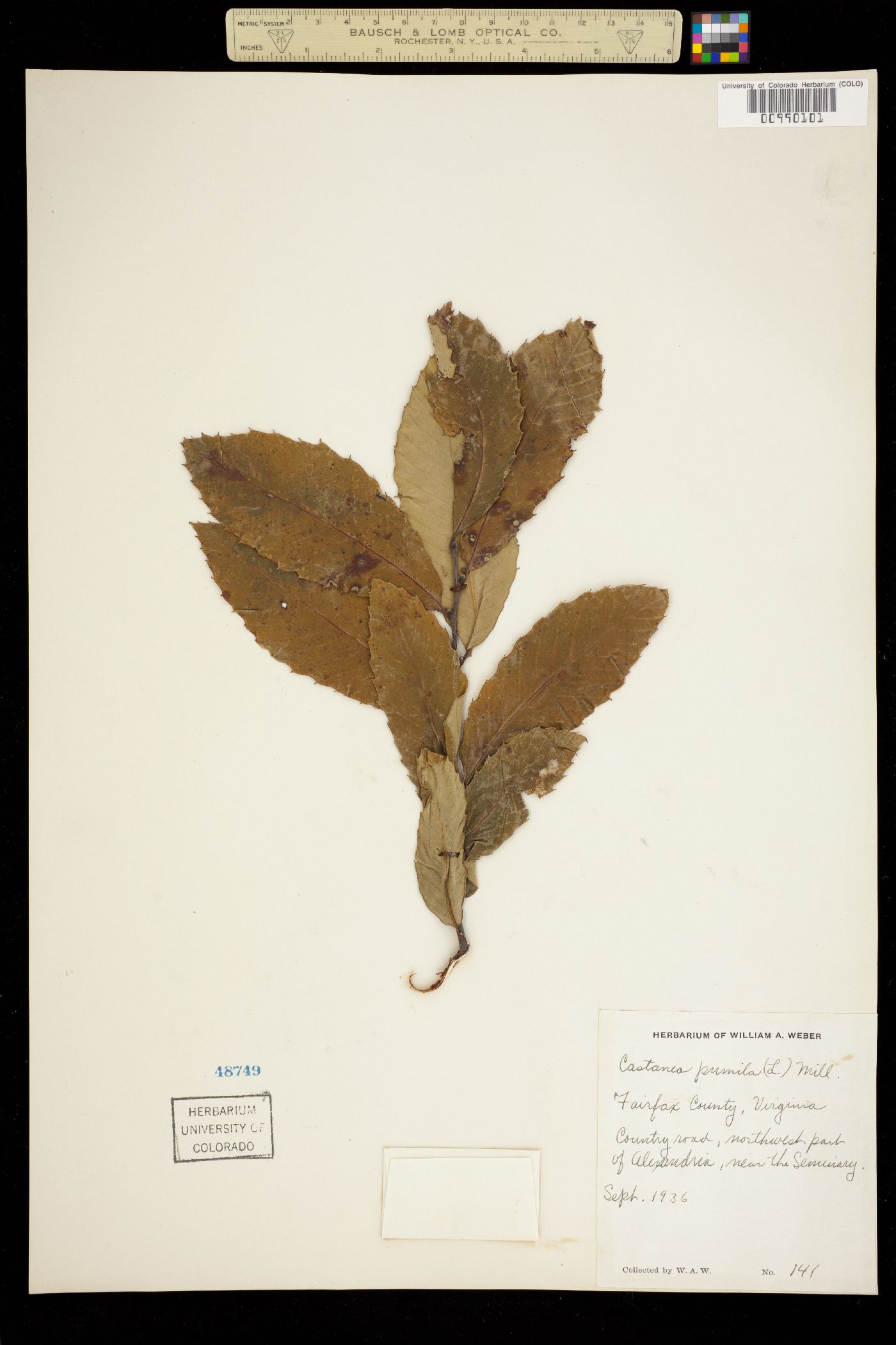 Castanea pumila image