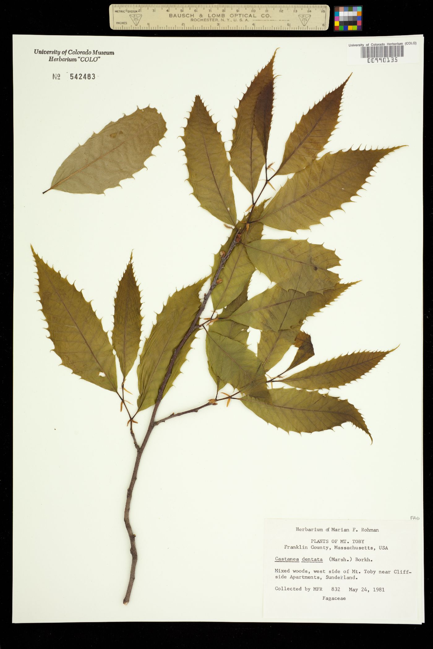 Castanea dentata image