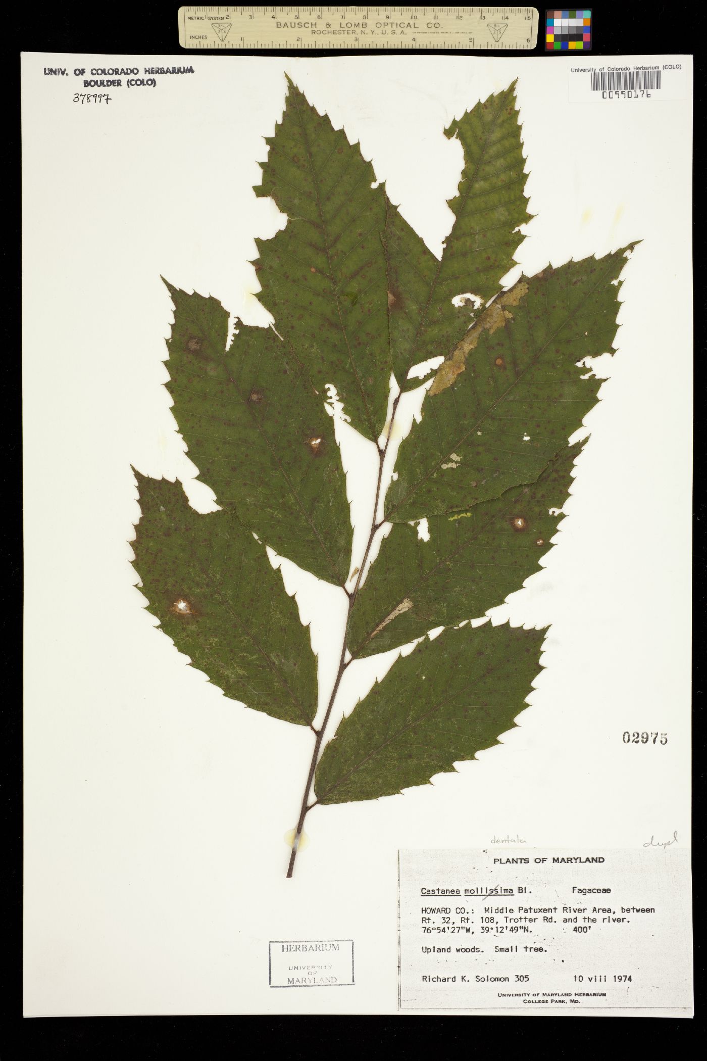 Castanea image