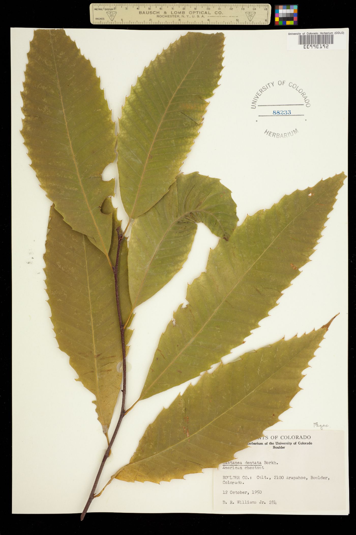 Castanea dentata image