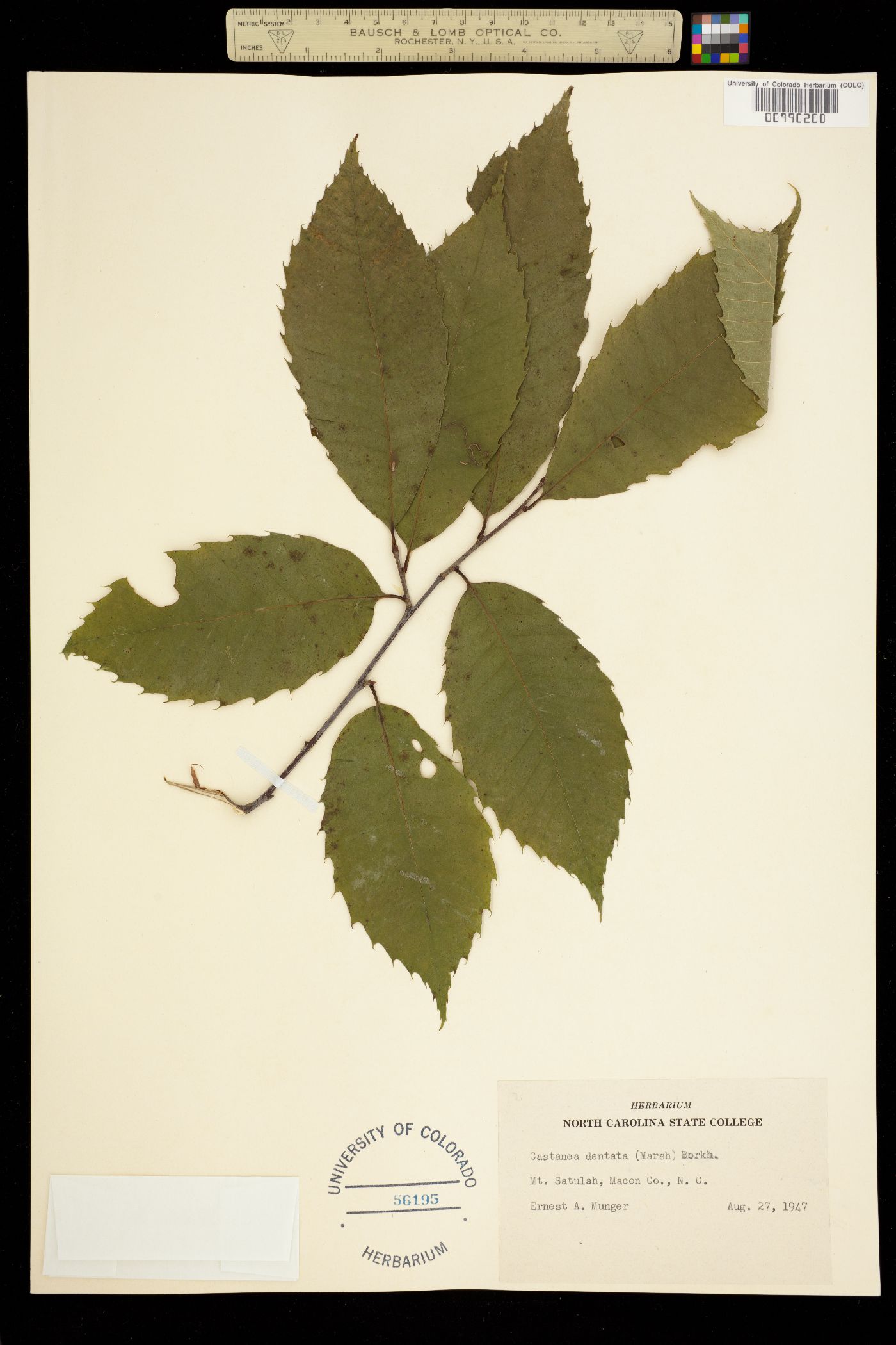 Castanea dentata image