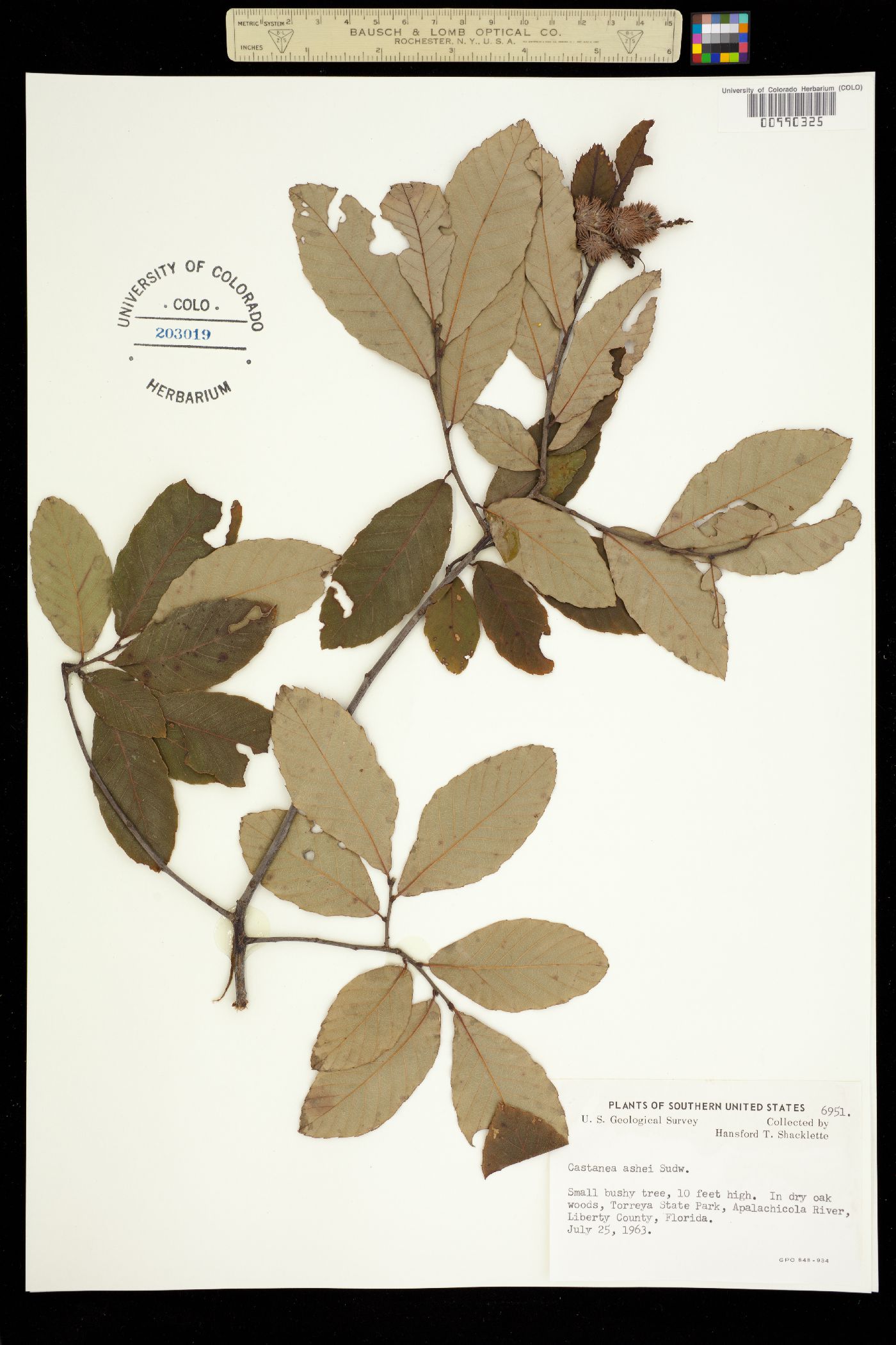 Castanea pumila image