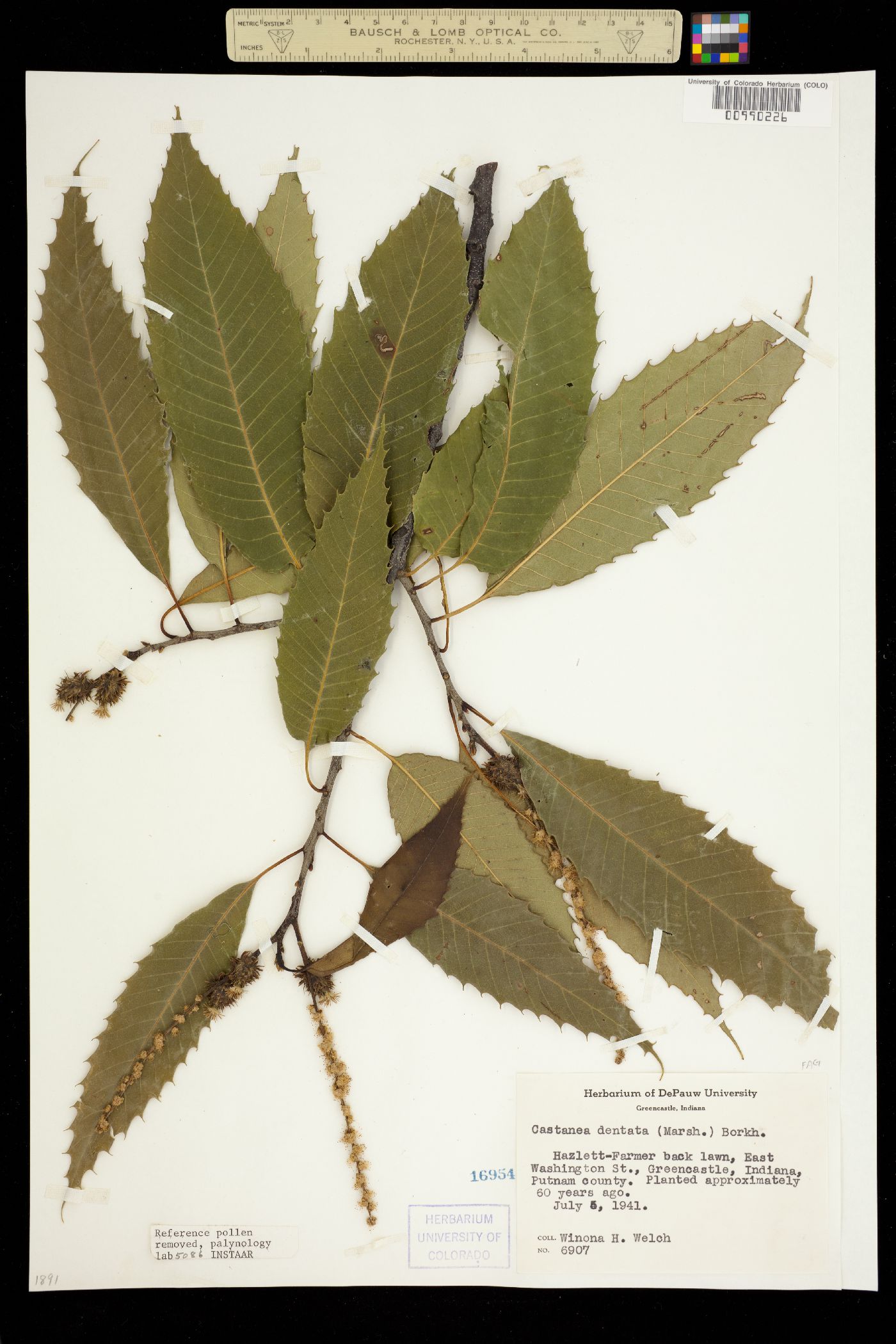 Castanea dentata image