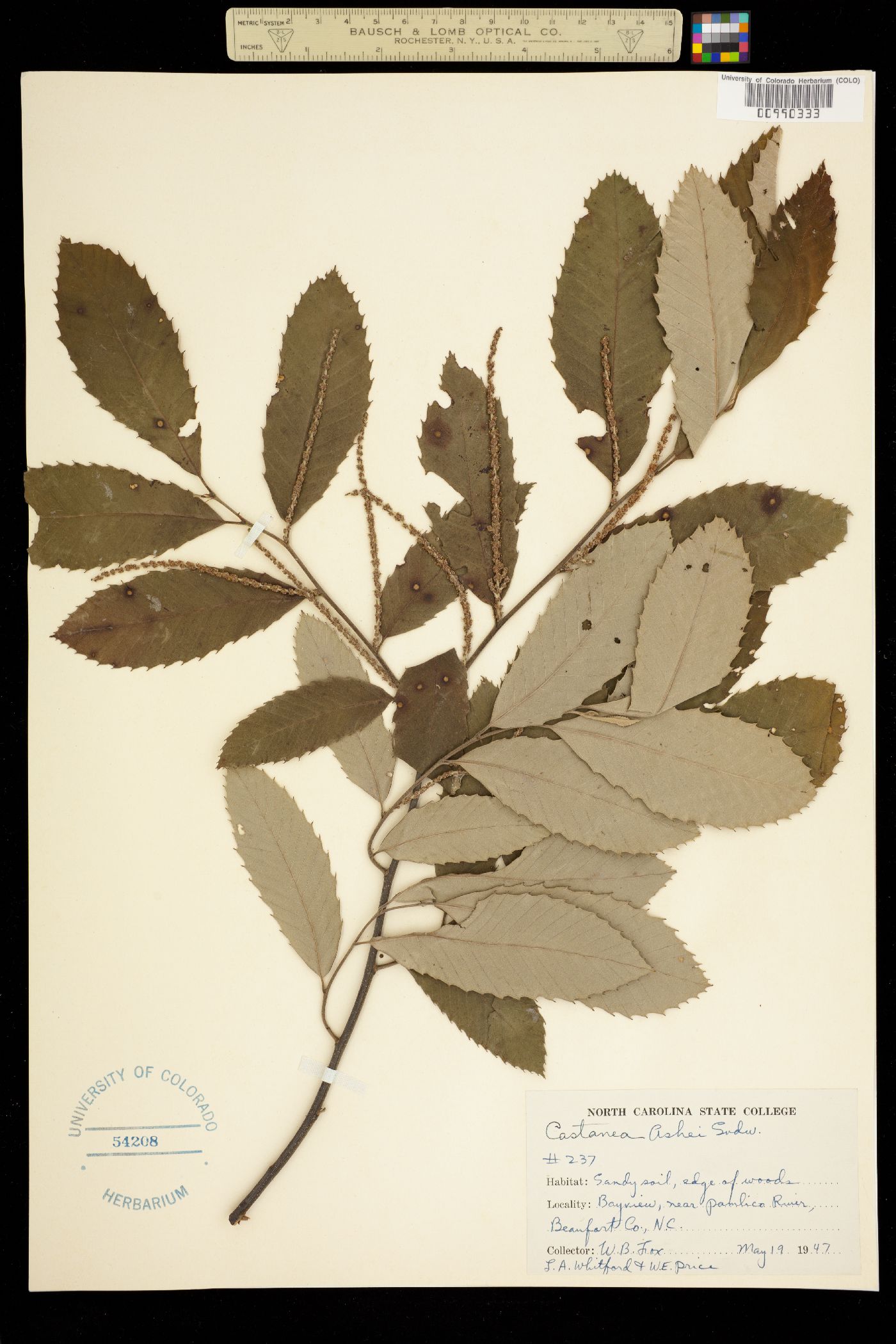 Castanea pumila image