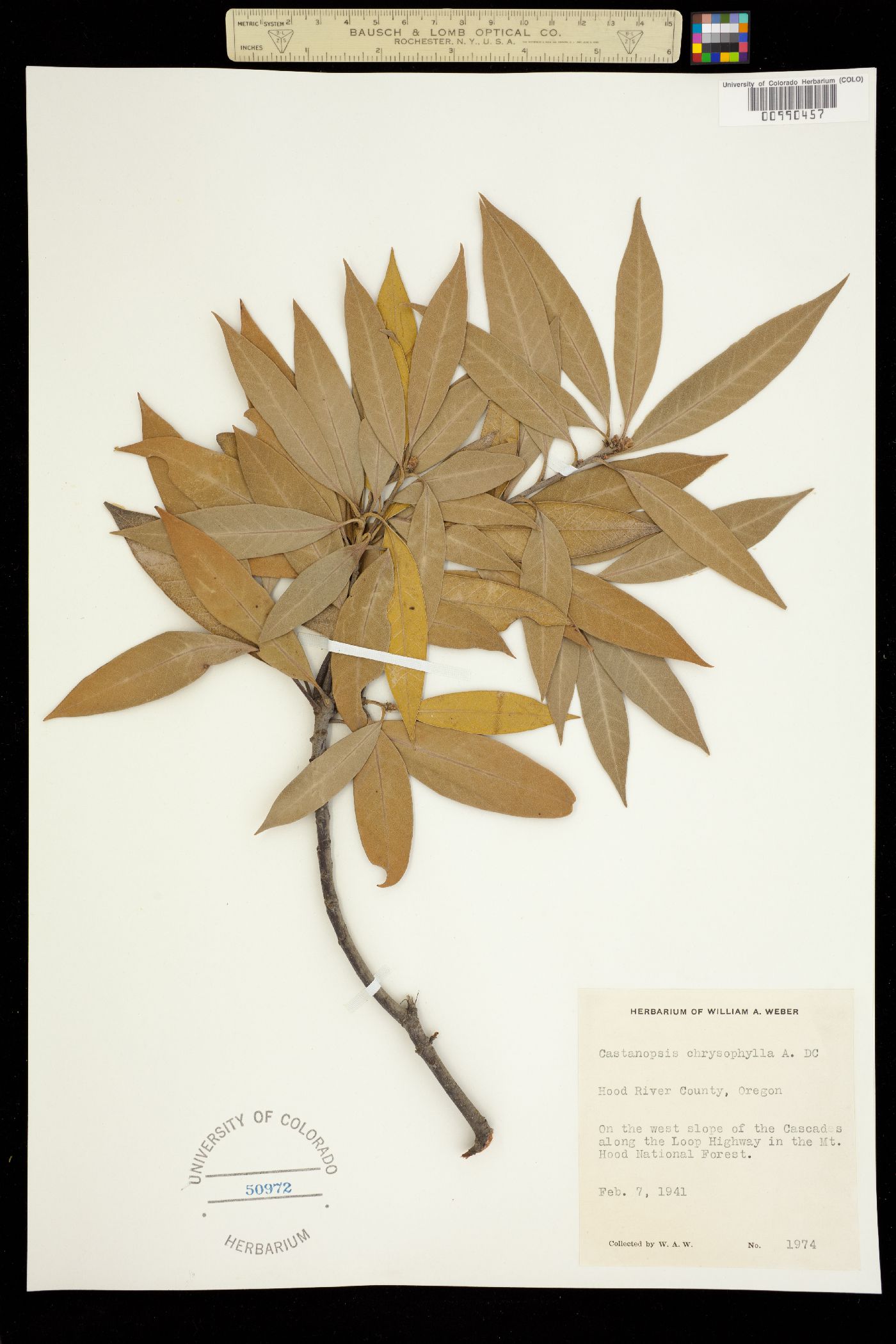 Chrysolepis chrysophylla image