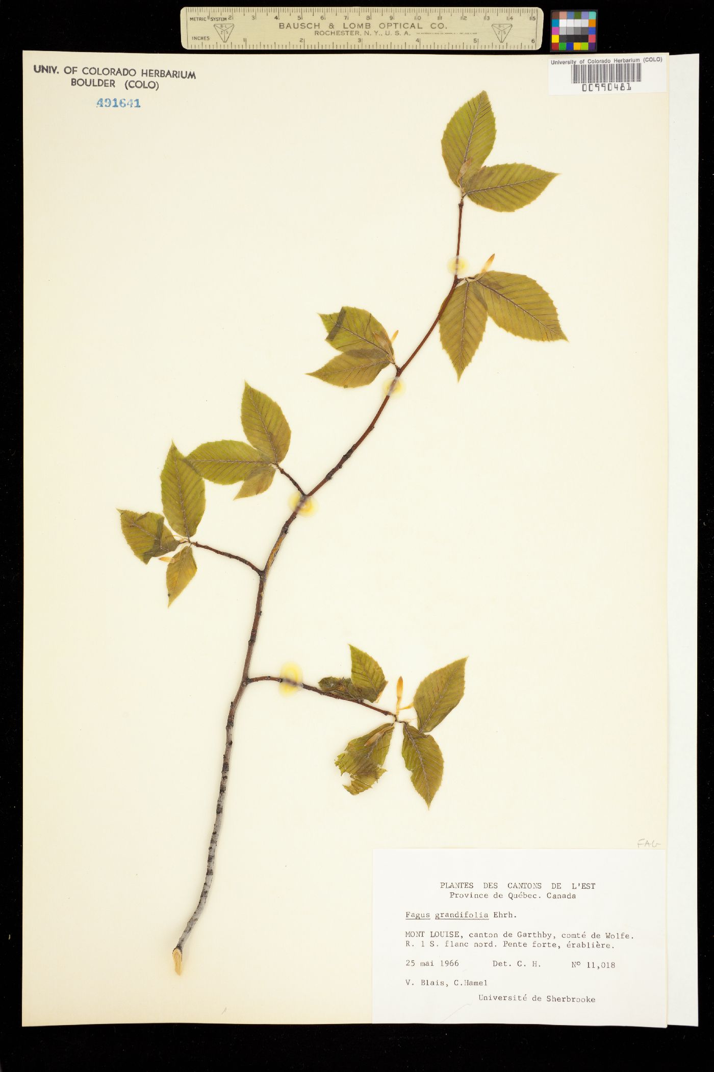 Fagus grandifolia image