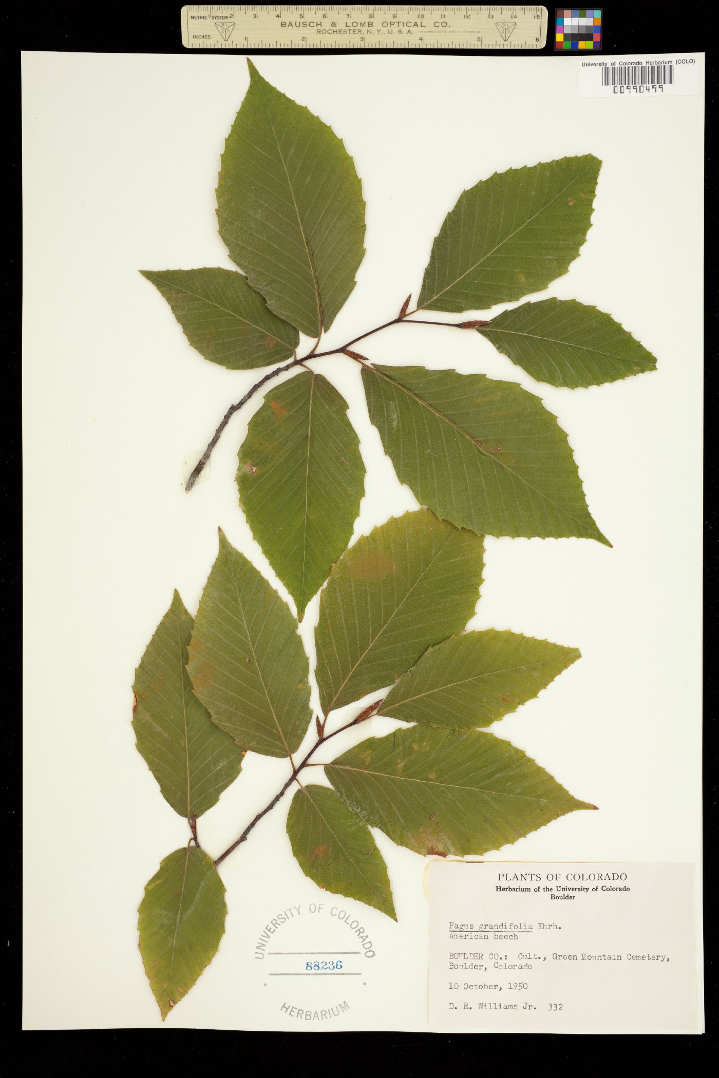 Fagus grandifolia image