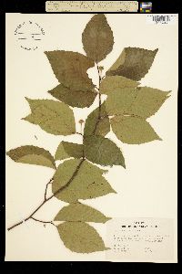 Fagus grandifolia image