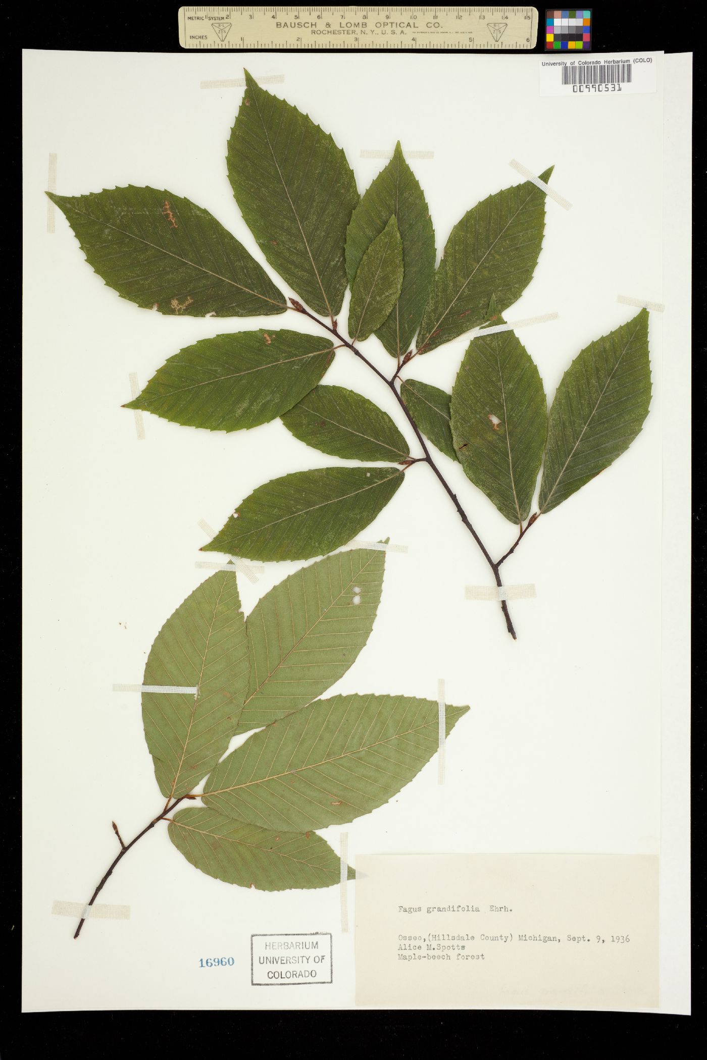 Fagus grandifolia image