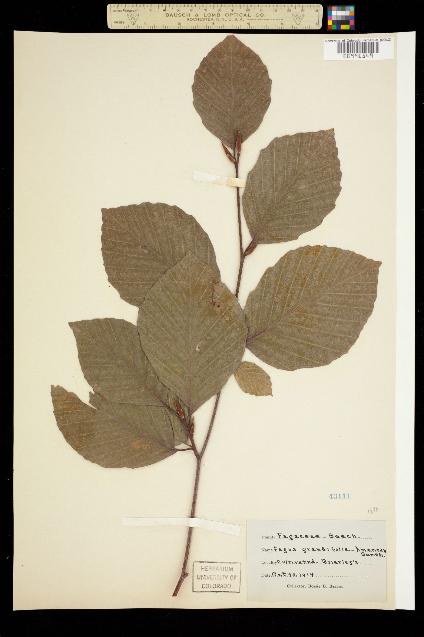 Fagus grandifolia image