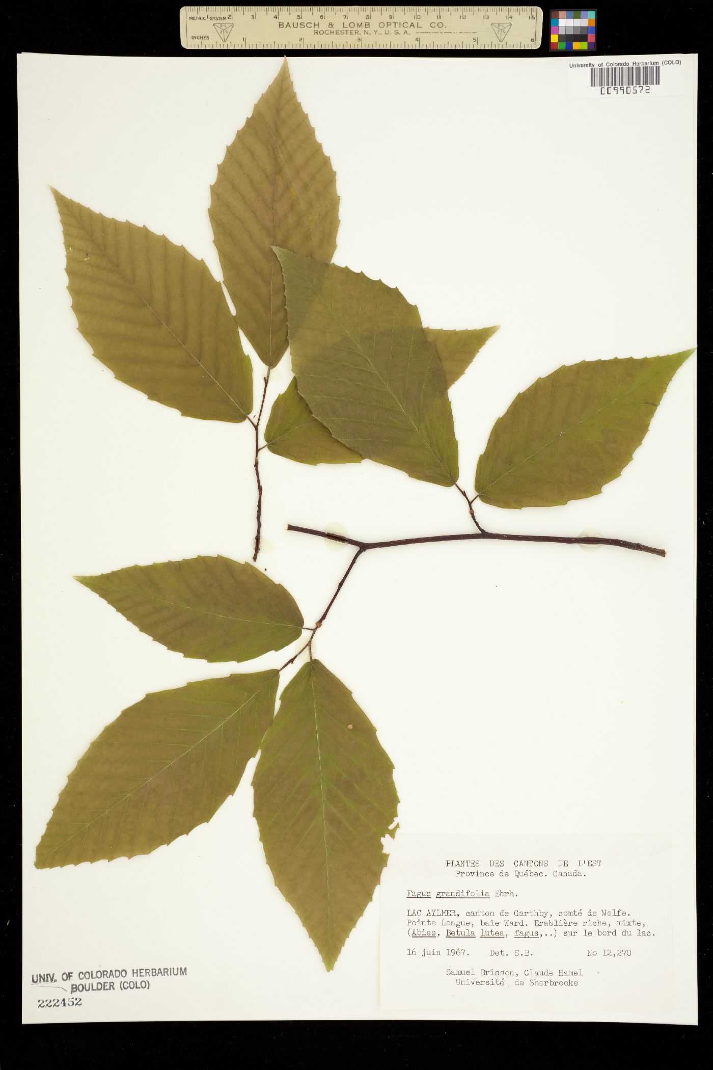 Fagus grandifolia image