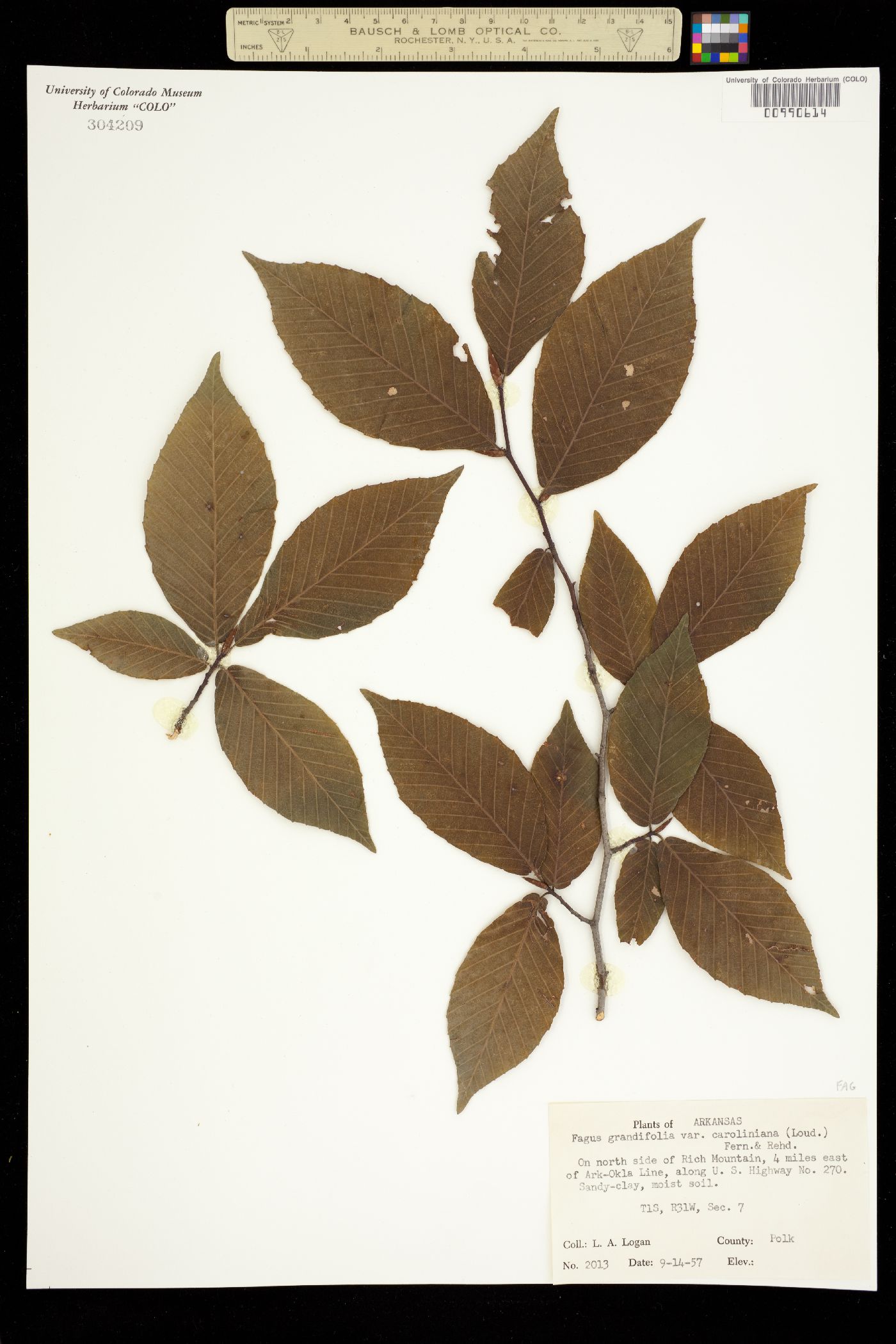 Fagus grandifolia image