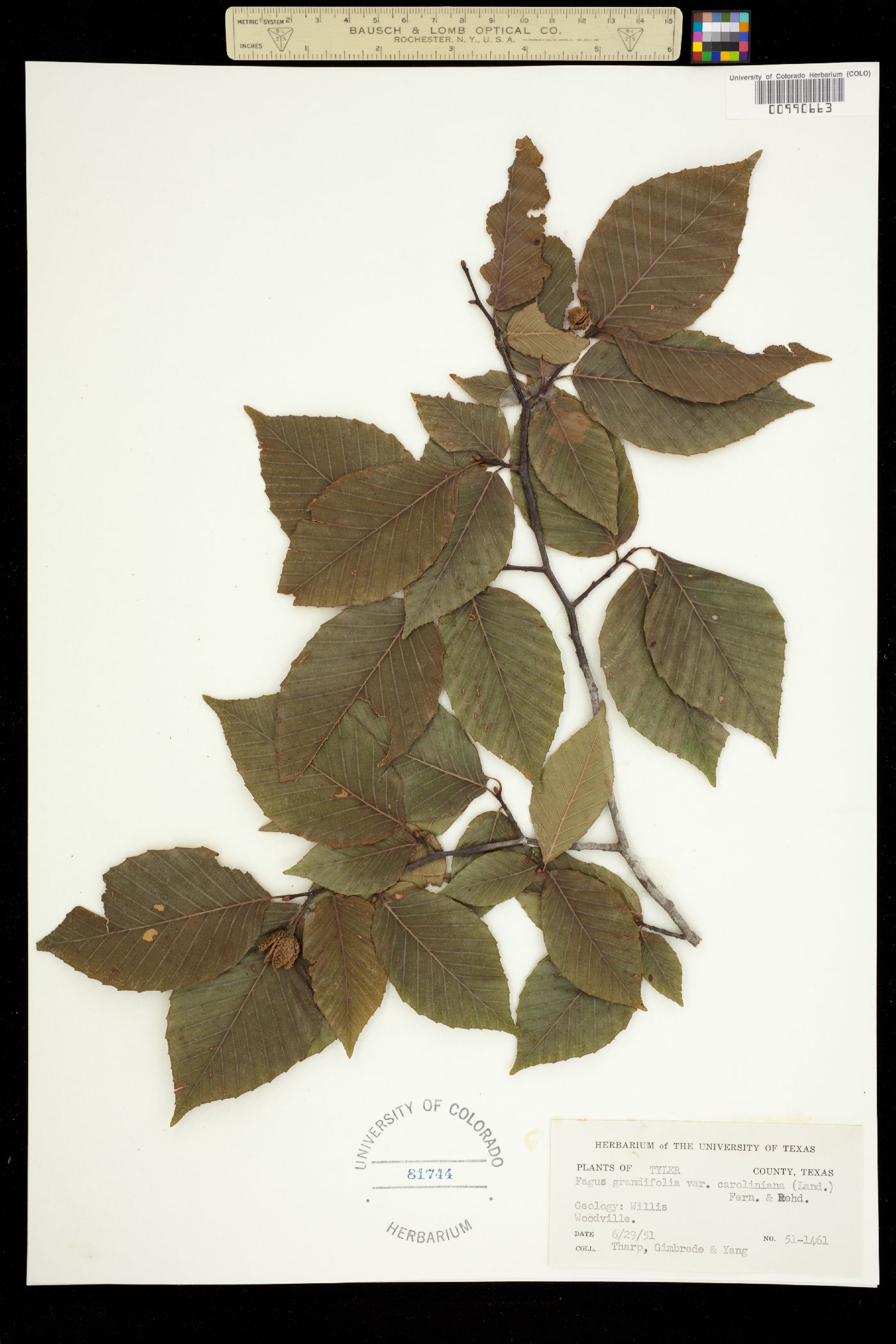 Fagus grandifolia image