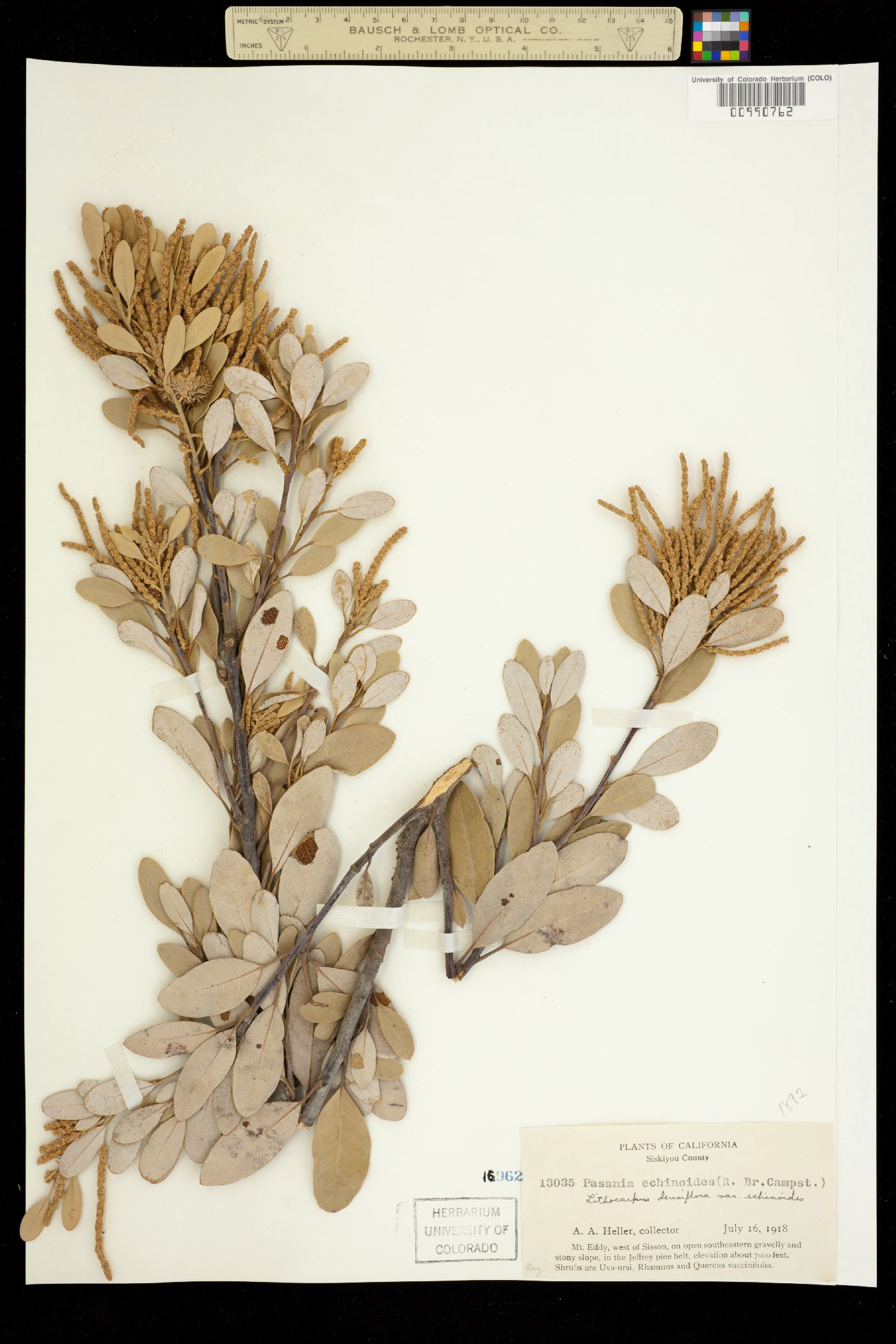 Lithocarpus image