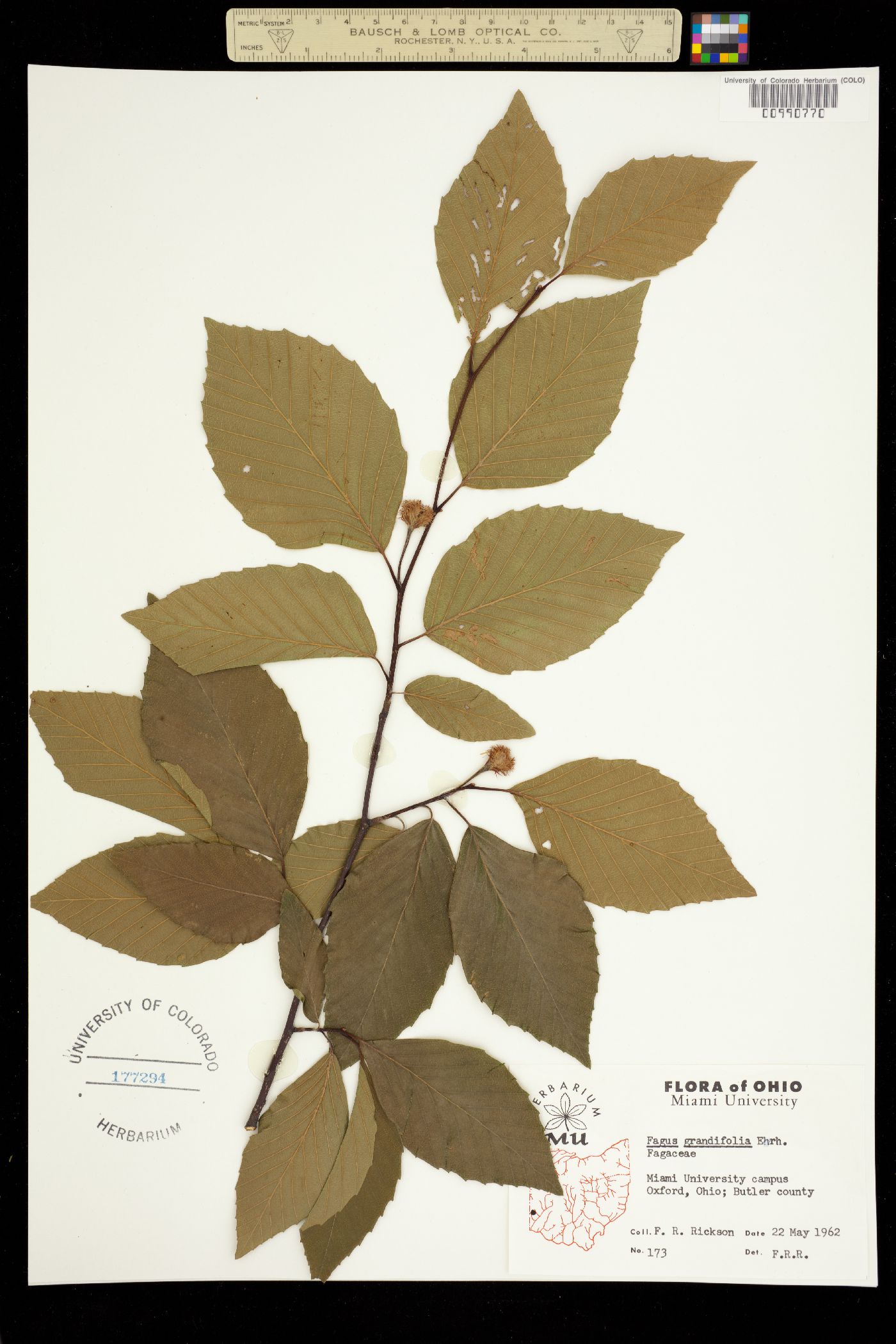 Fagus grandifolia image