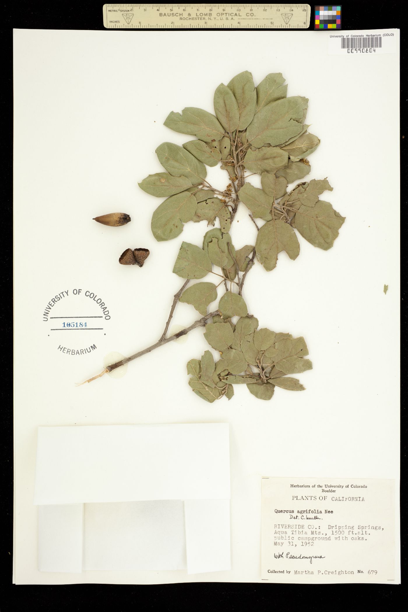 Quercus agrifolia image