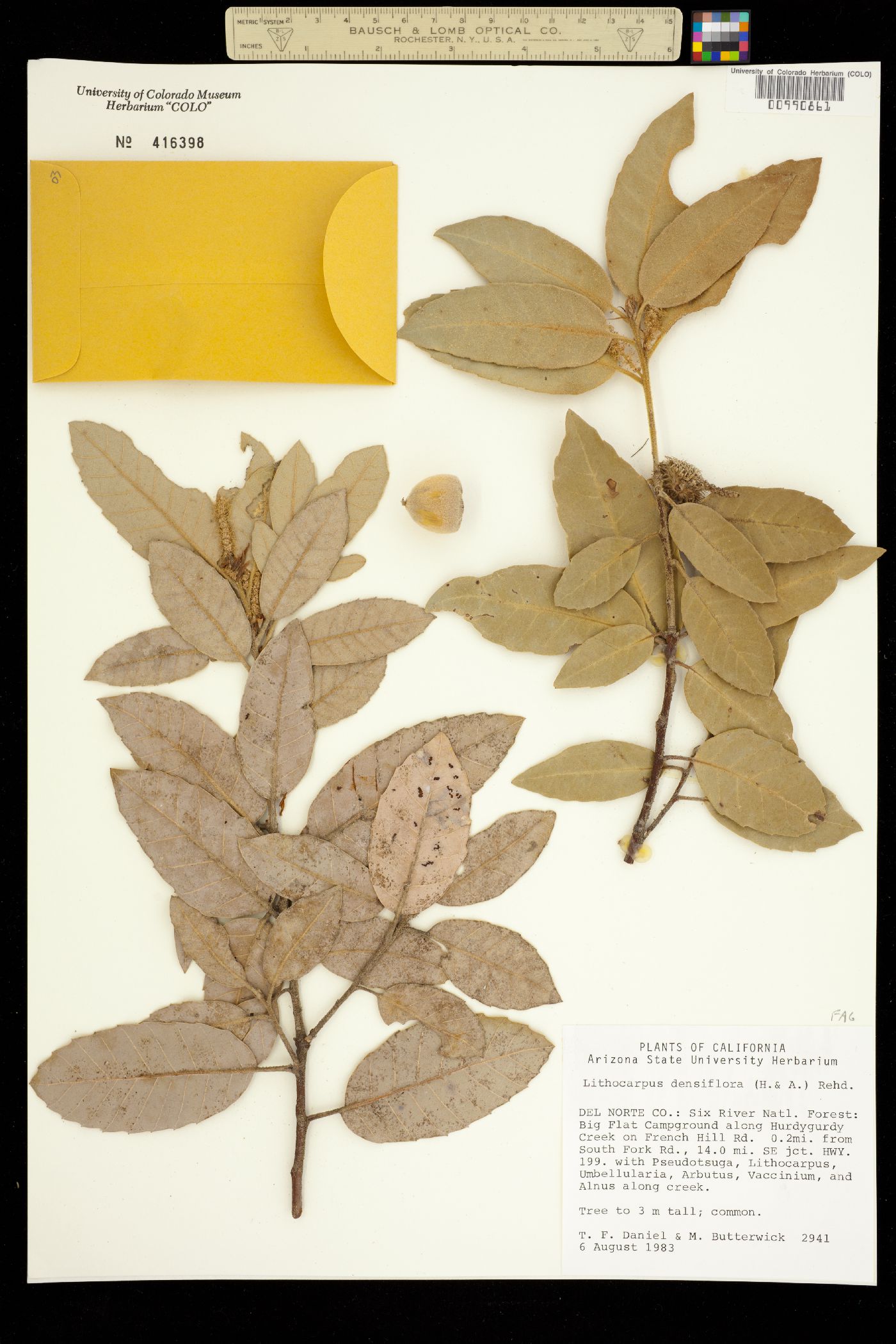 Lithocarpus image