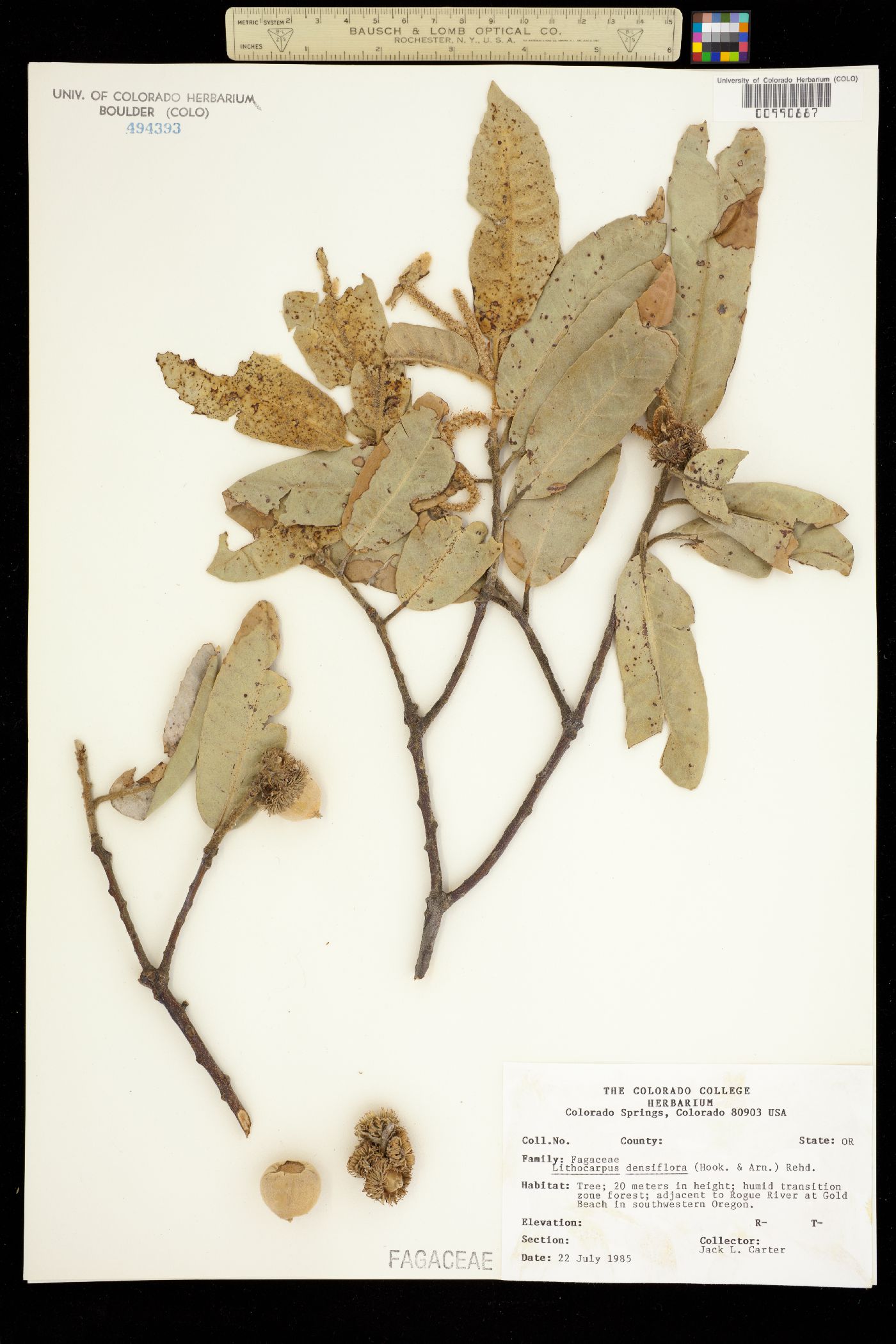 Lithocarpus densiflorus image