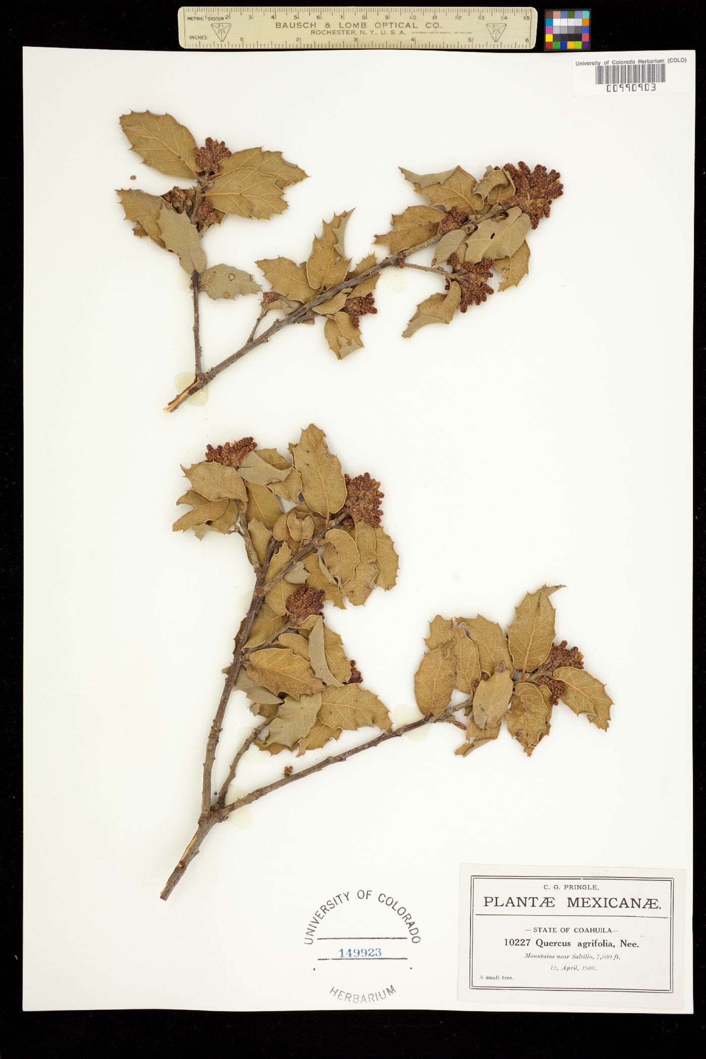 Quercus agrifolia image