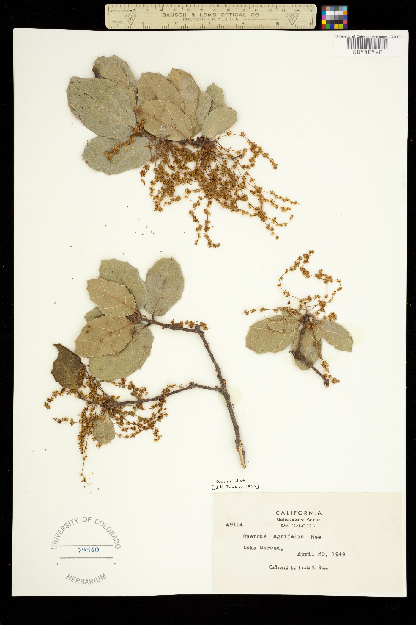 Quercus agrifolia image