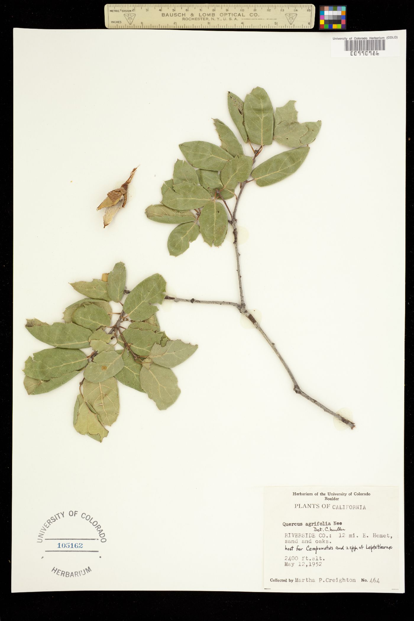 Quercus agrifolia image