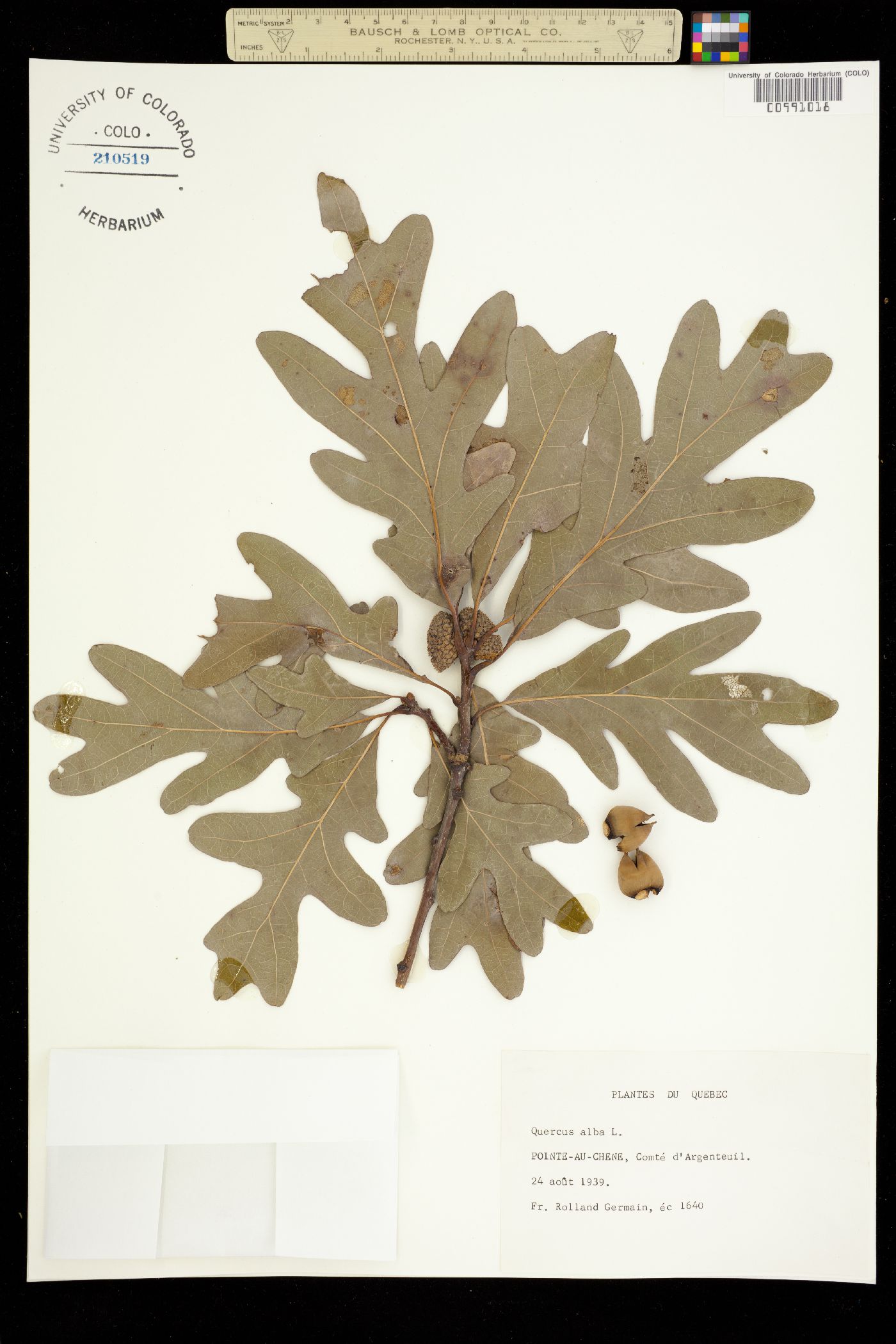 Quercus alba image