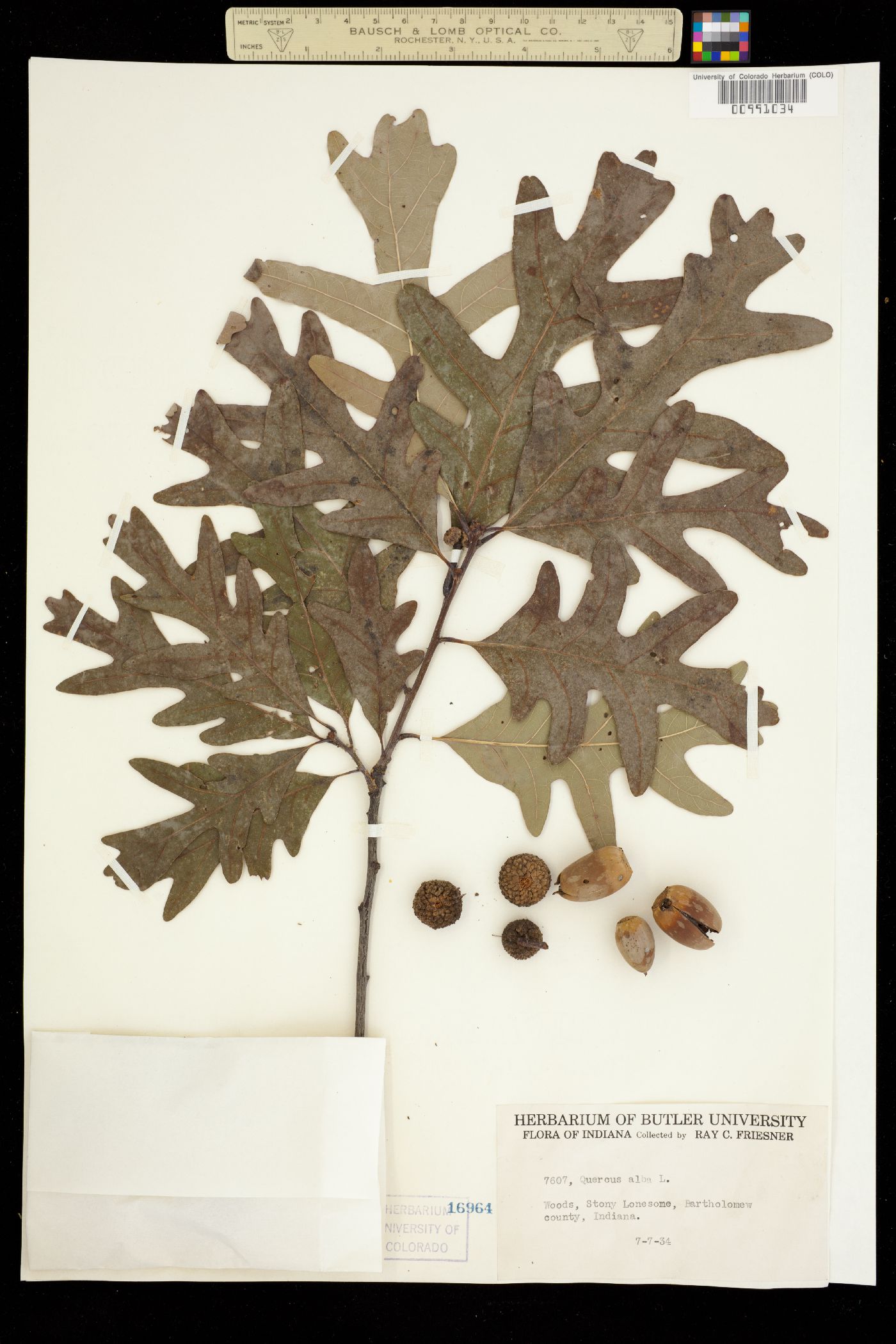 Quercus alba image