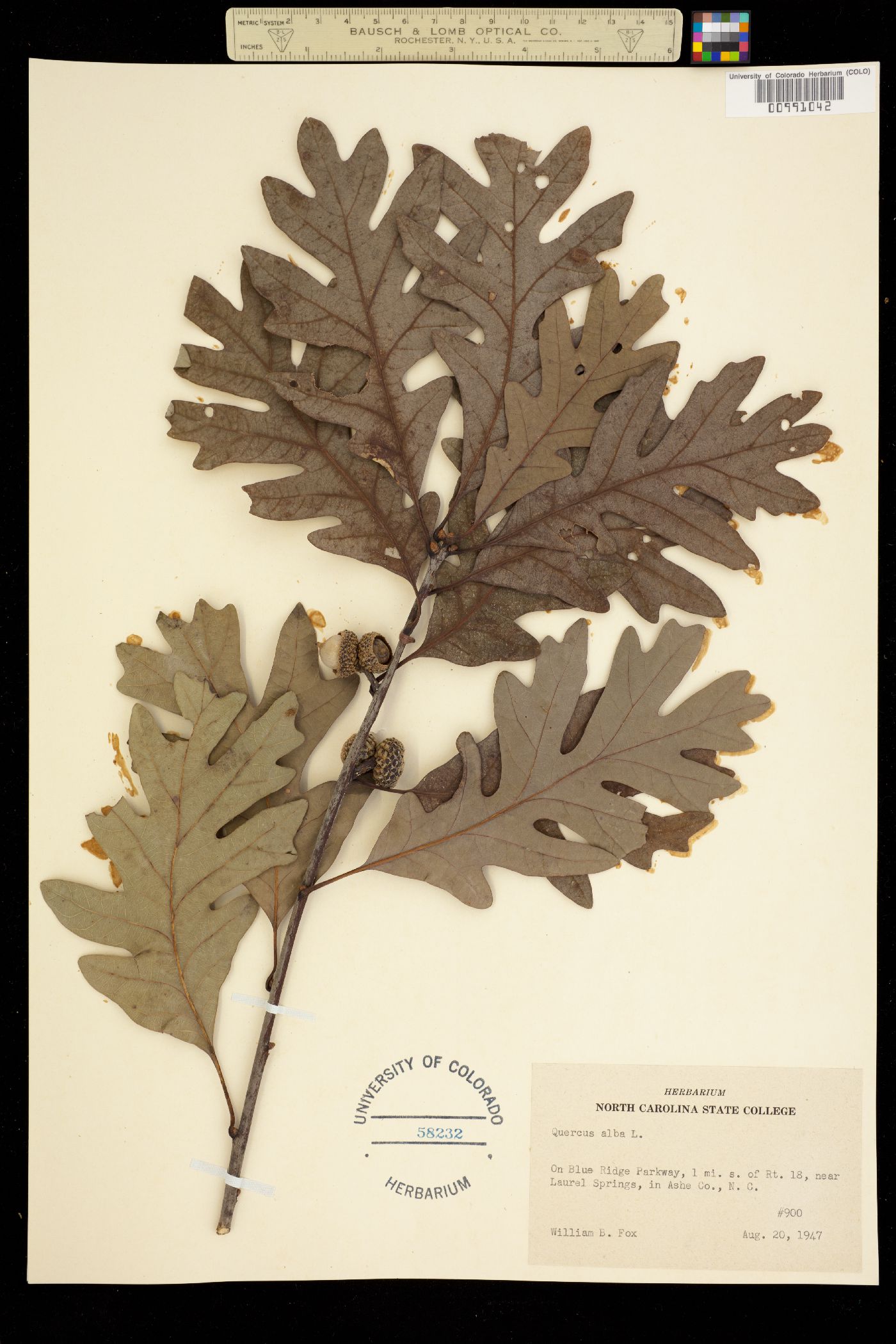 Quercus alba image