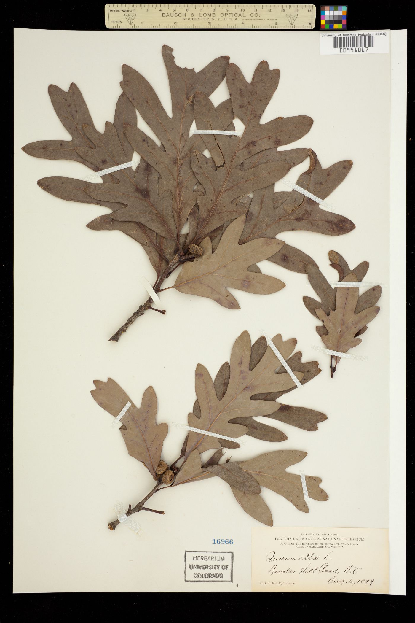 Quercus alba image