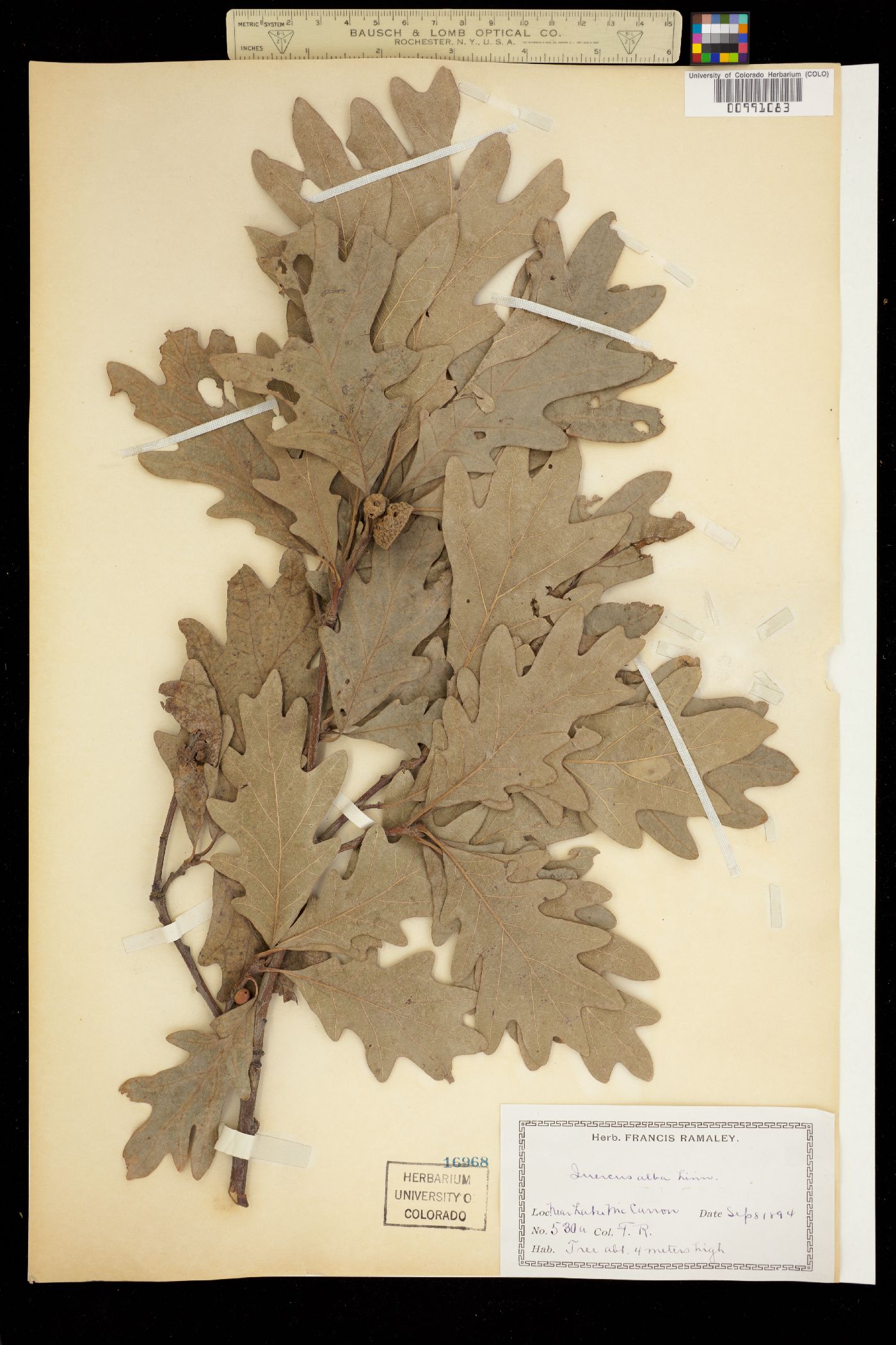 Quercus alba image