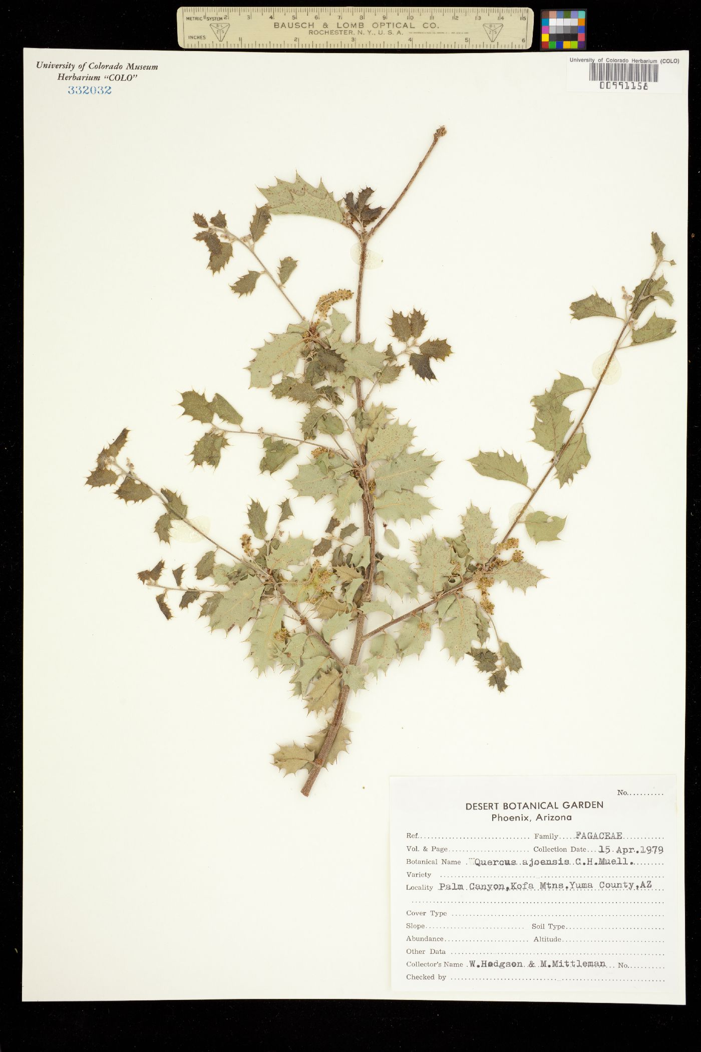 Quercus ajoensis image