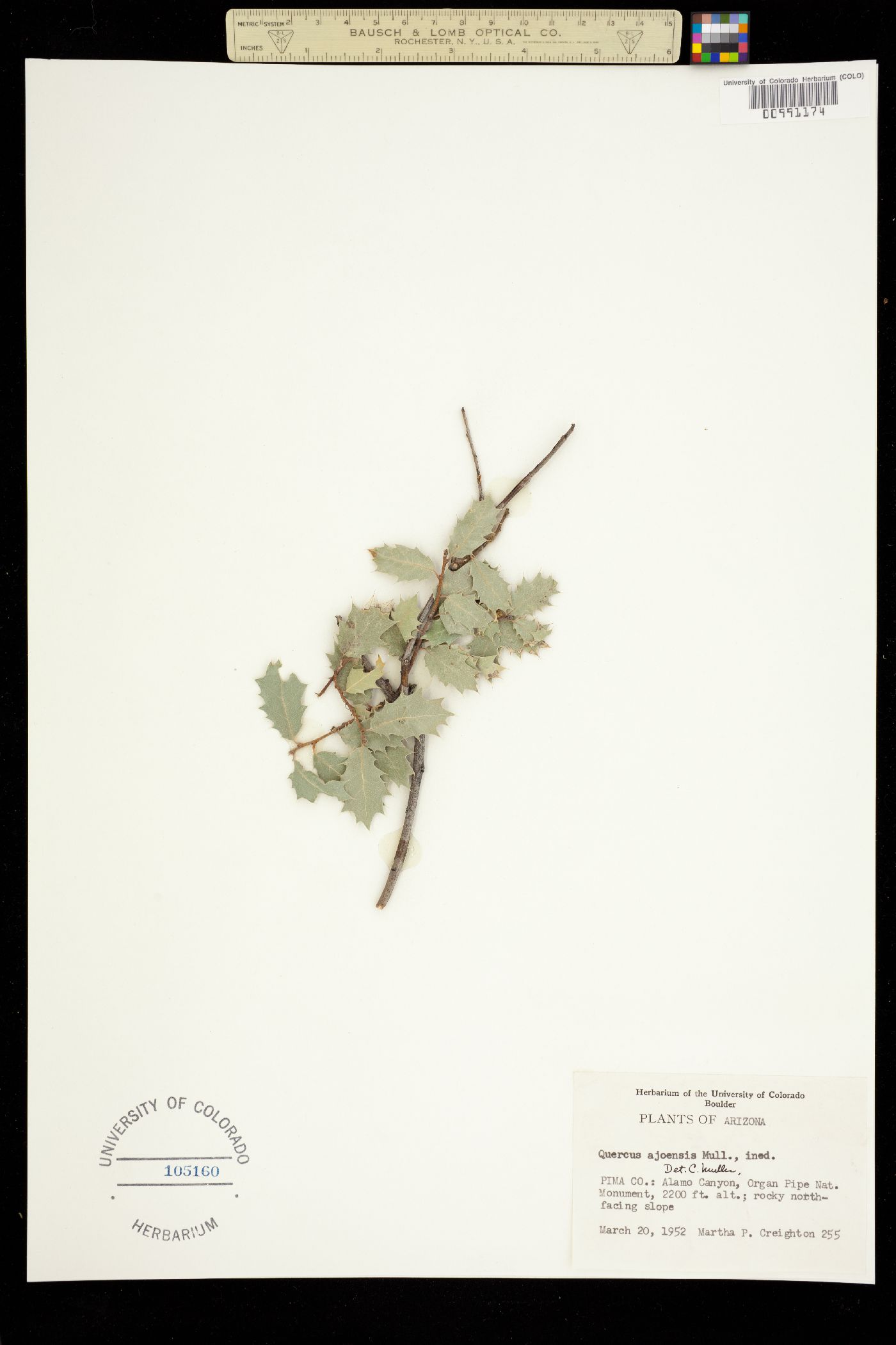 Quercus ajoensis image