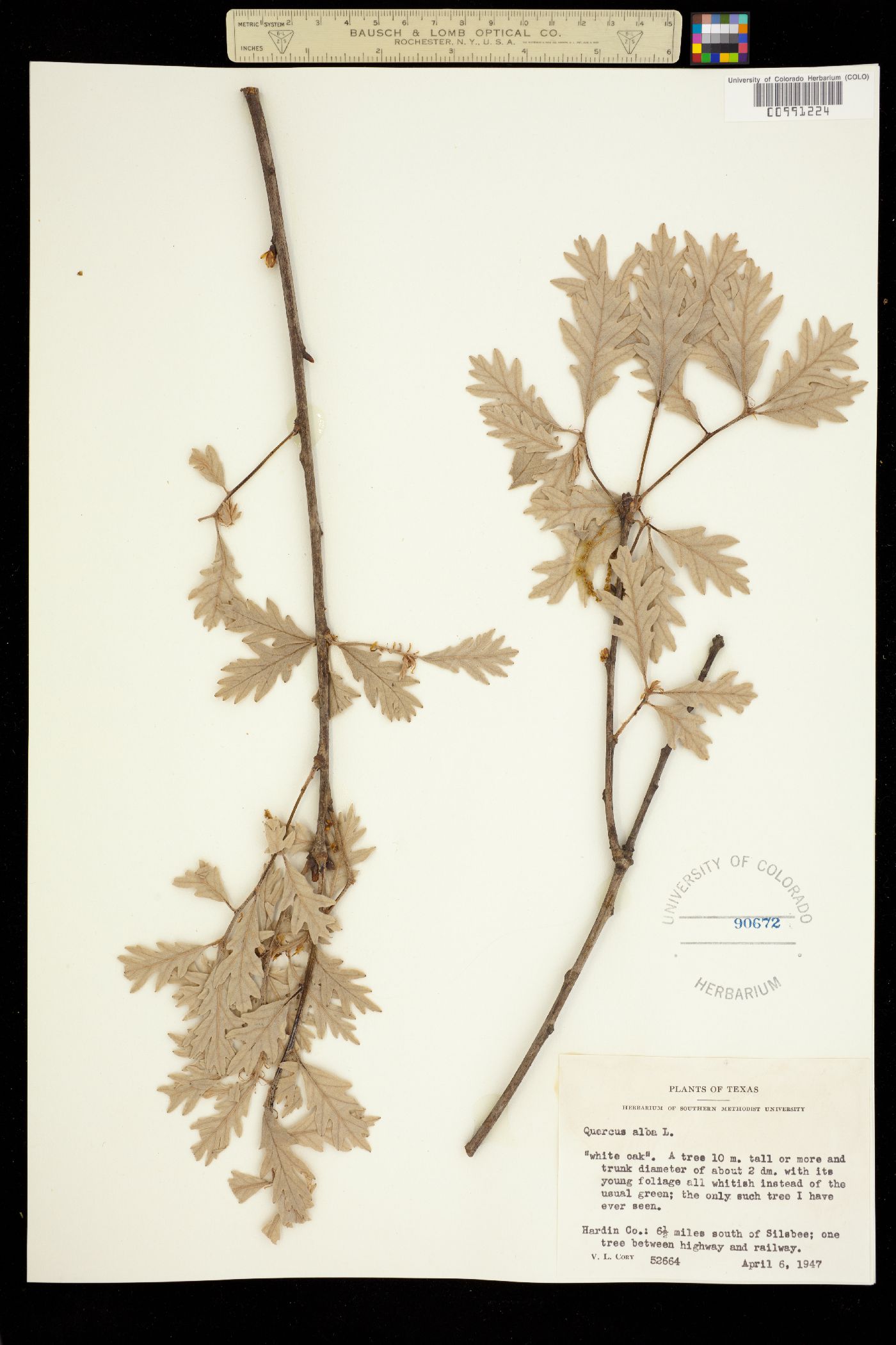 Quercus alba image